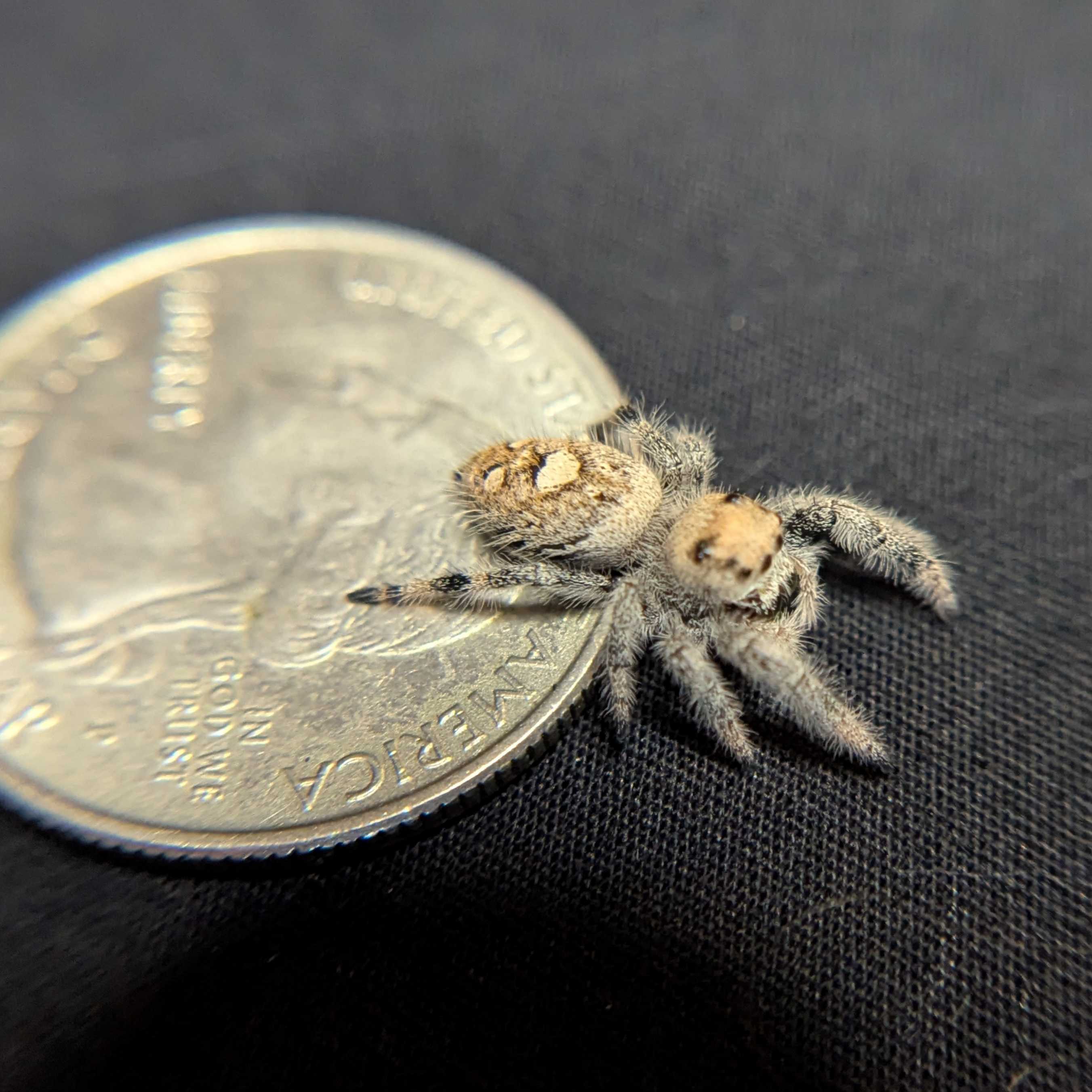 Regal Jumping Spider "Snowball"