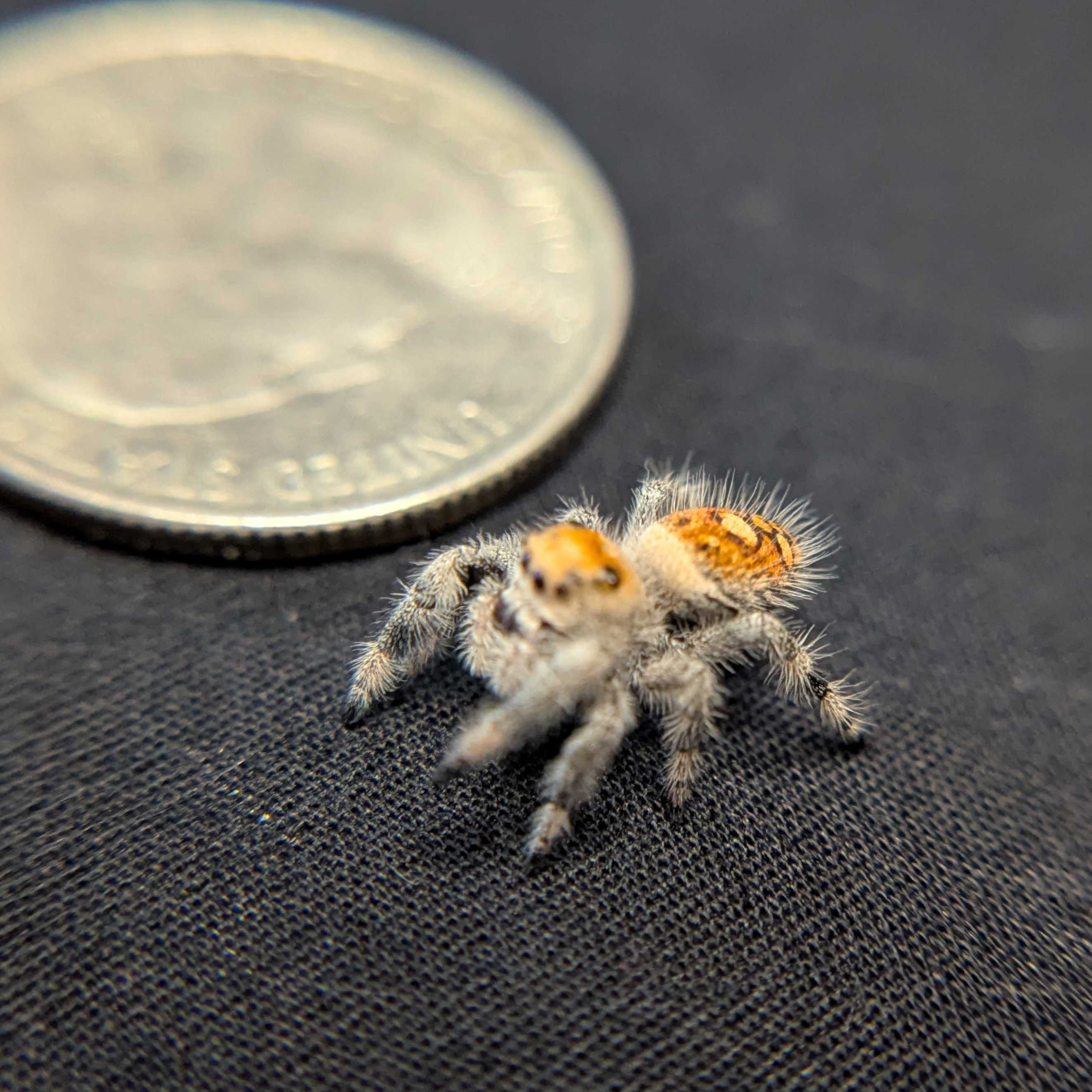 Regal Jumping Spider "Magic"