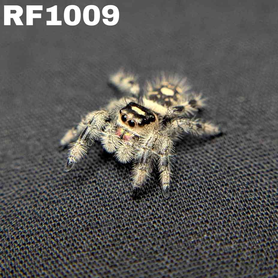 Regal Jumping Spider "Calypso"