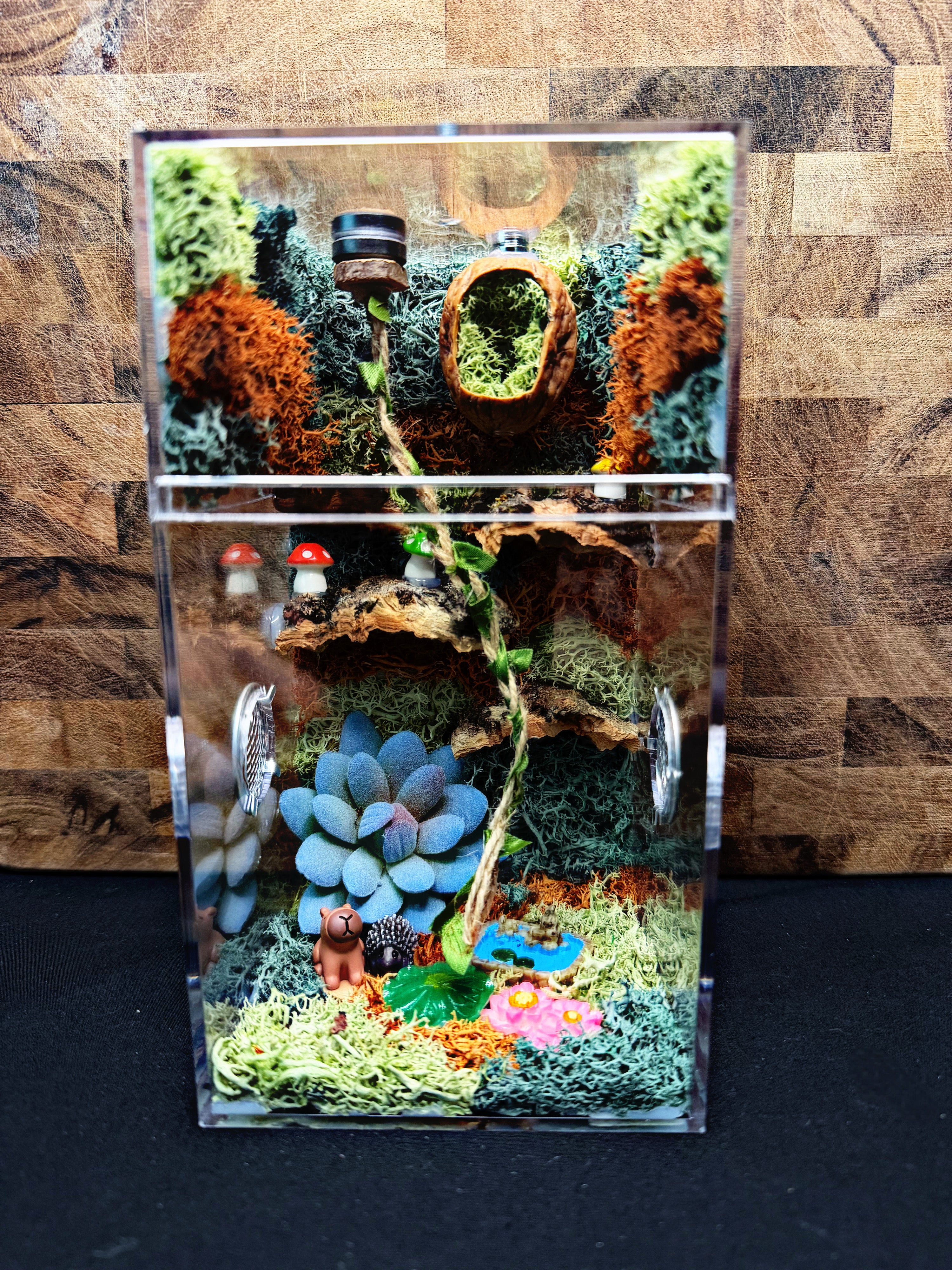 Custom Jumping Spider Enclosure