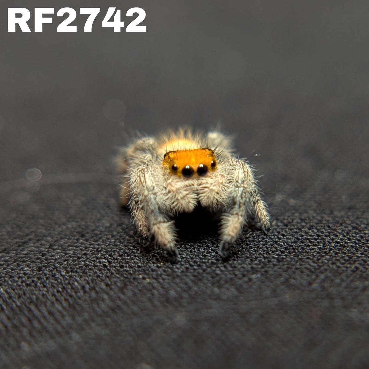 Regal Jumping Spider “Melon”