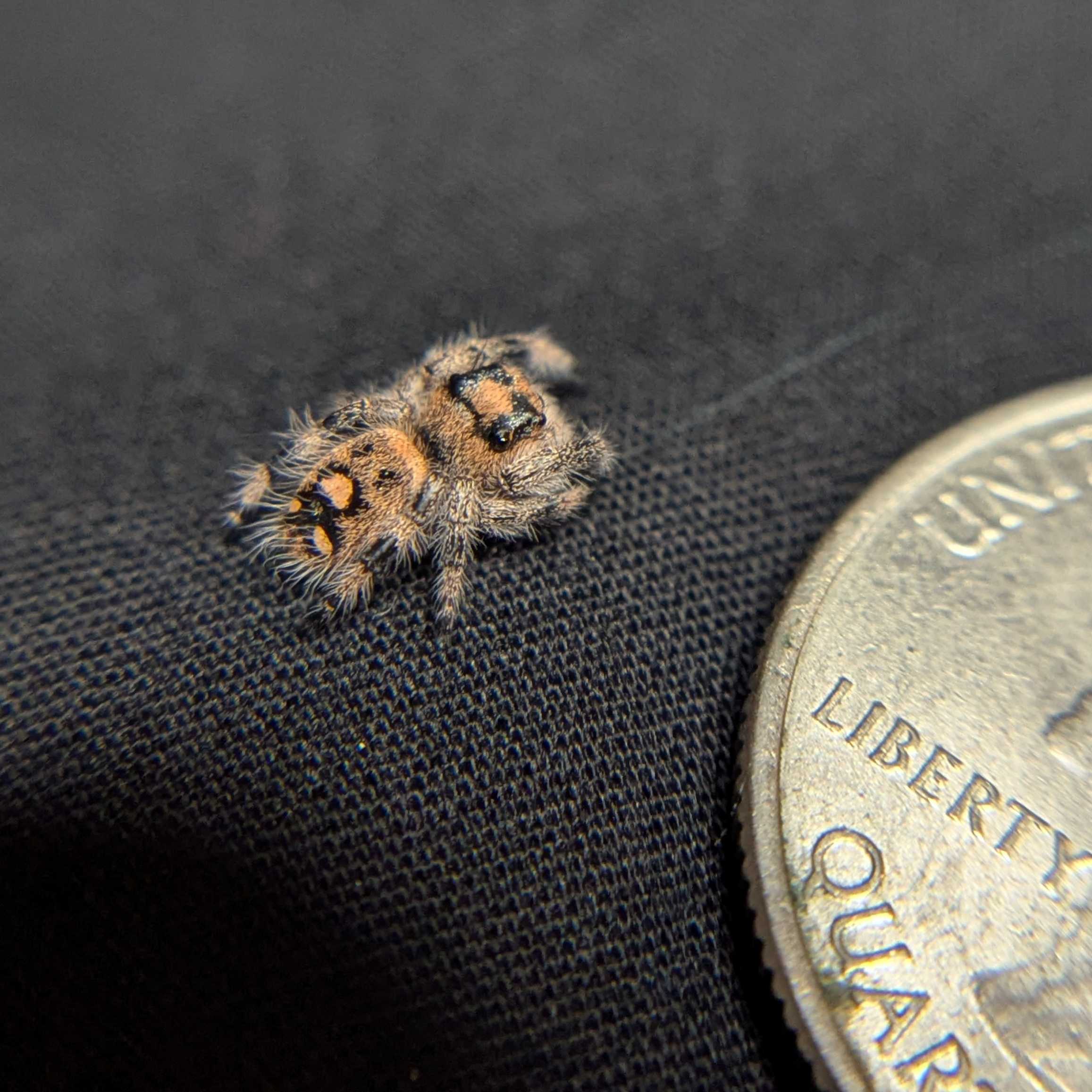 Regal Jumping Spider "Maple"