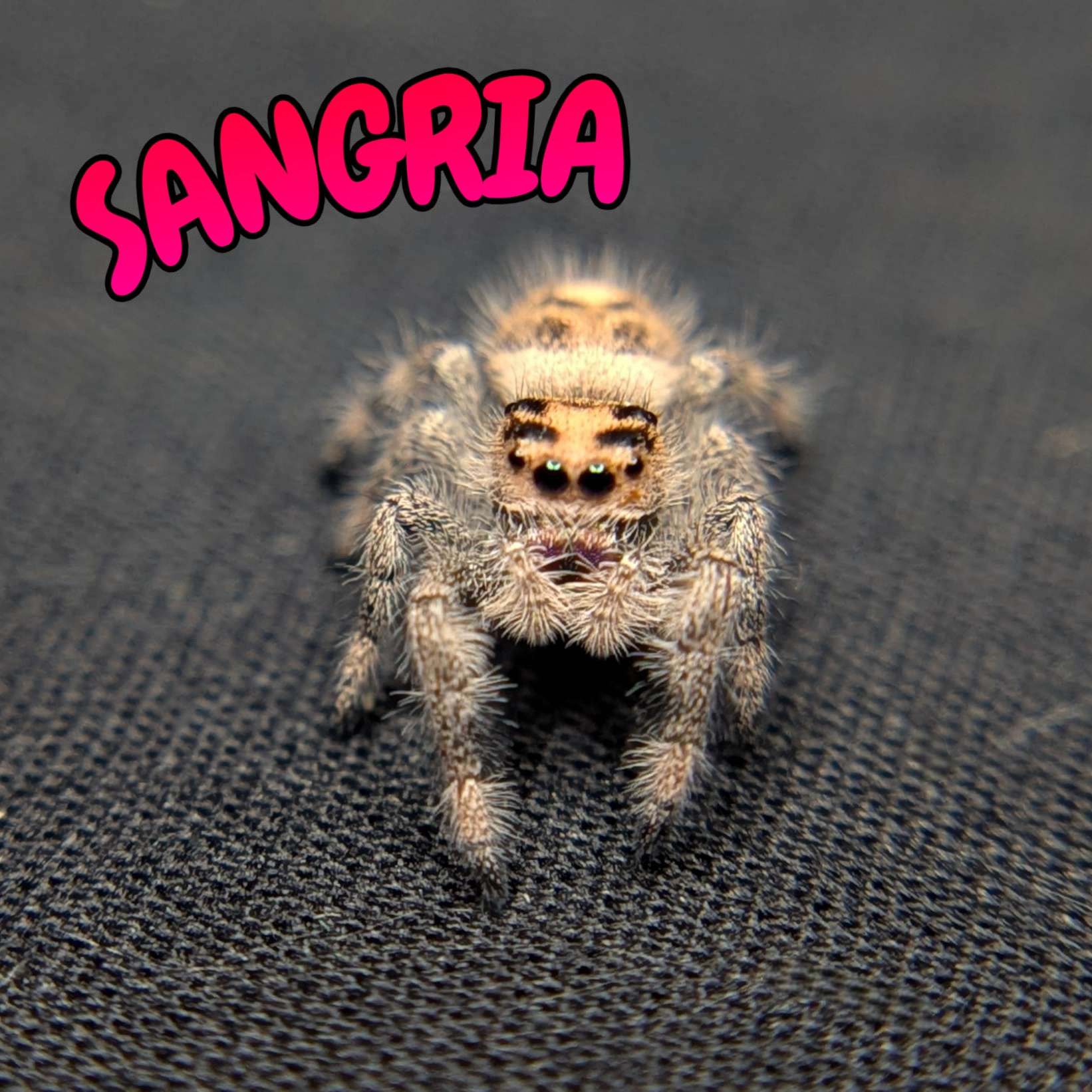 Regal Jumping Spider “Sangria”