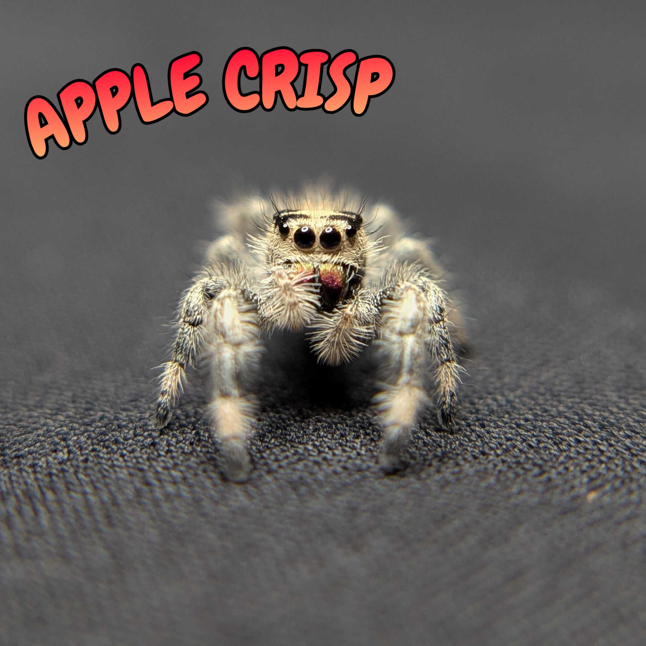 Regal Jumping Spider “Apple Crisp”