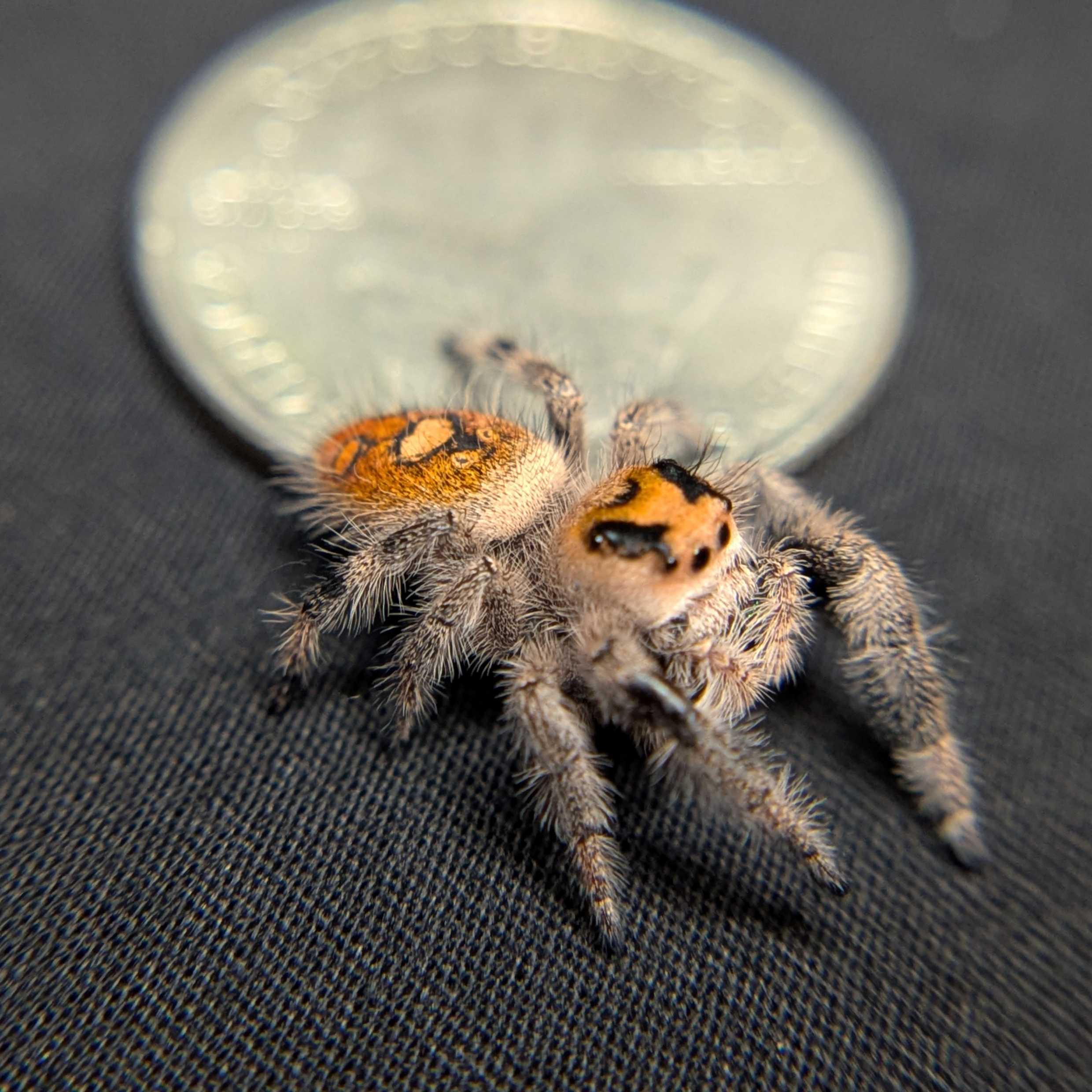 Regal Jumping Spider "Kelp"