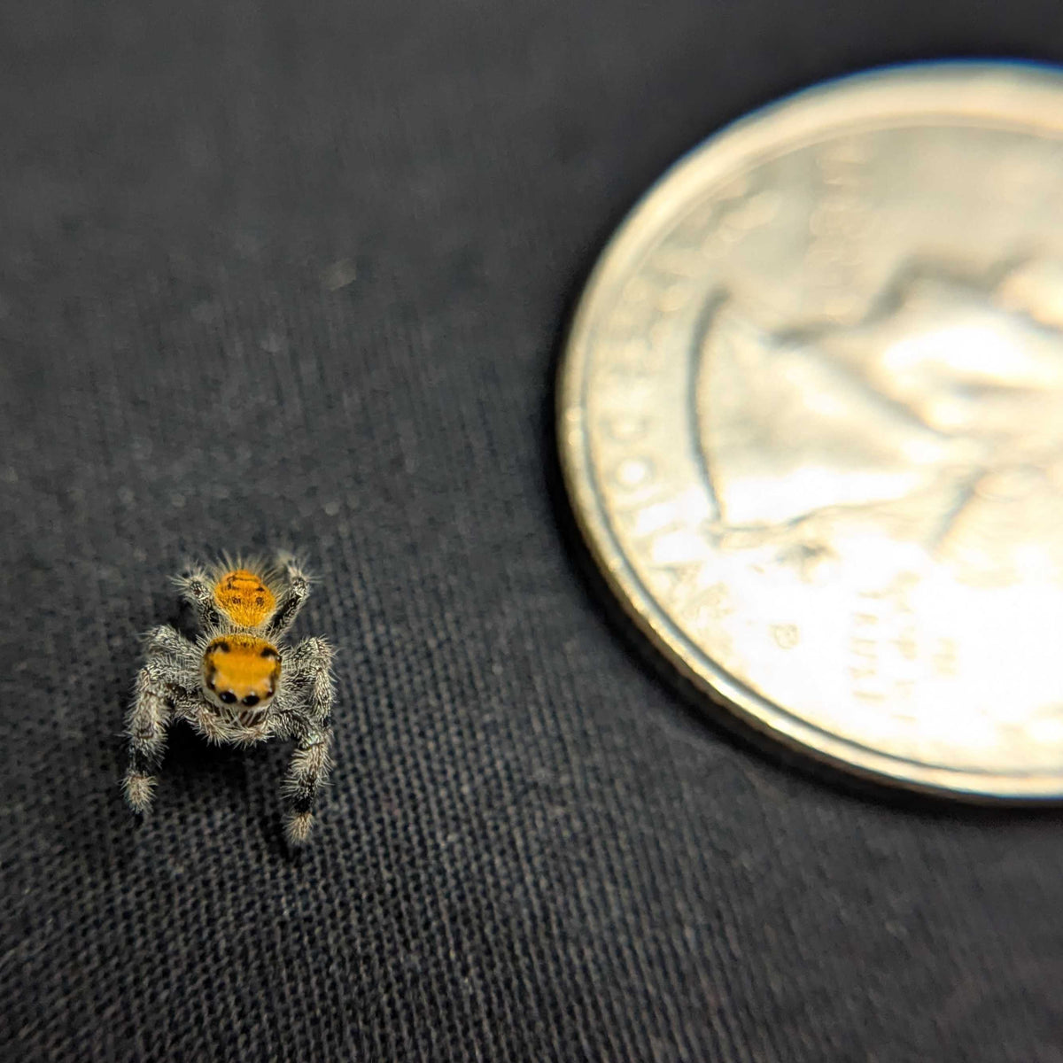 Regal Jumping Spider "Love"