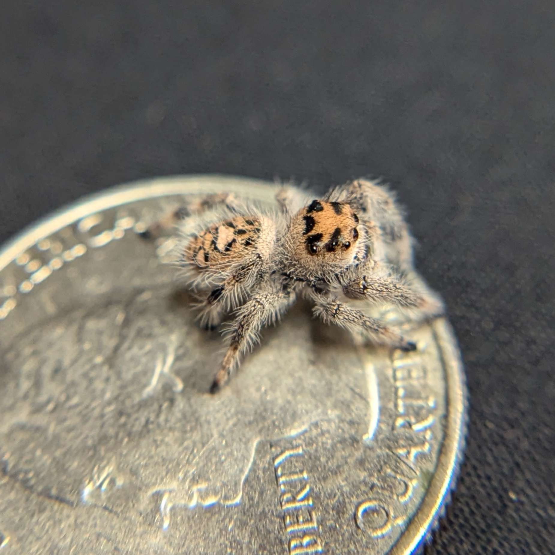 Regal Jumping Spider "Creamsicle"