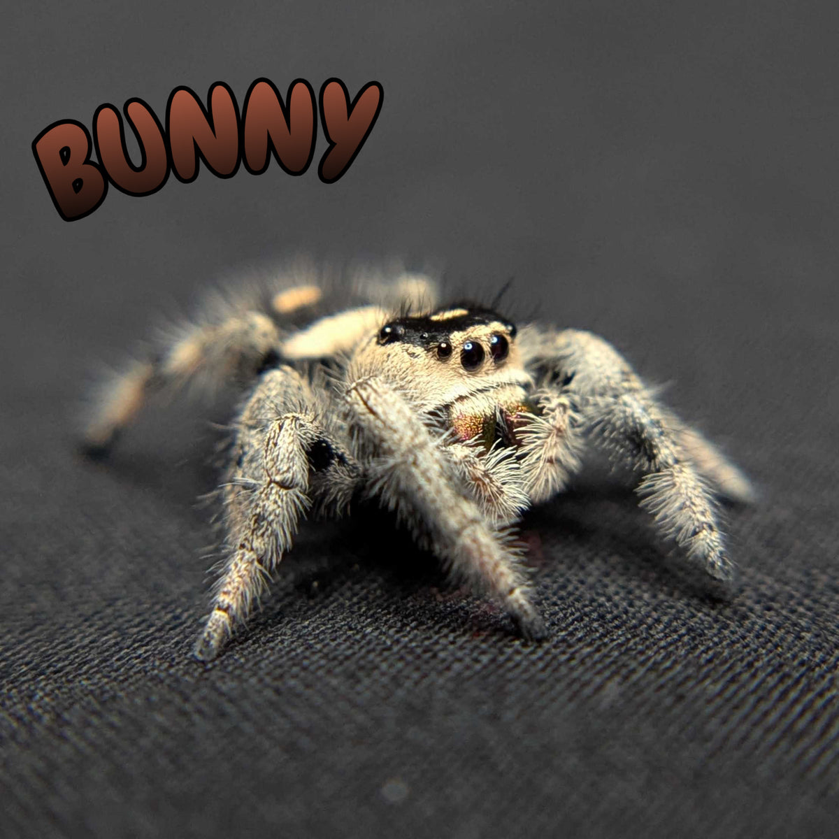 Regal Jumping Spider "Bunny"