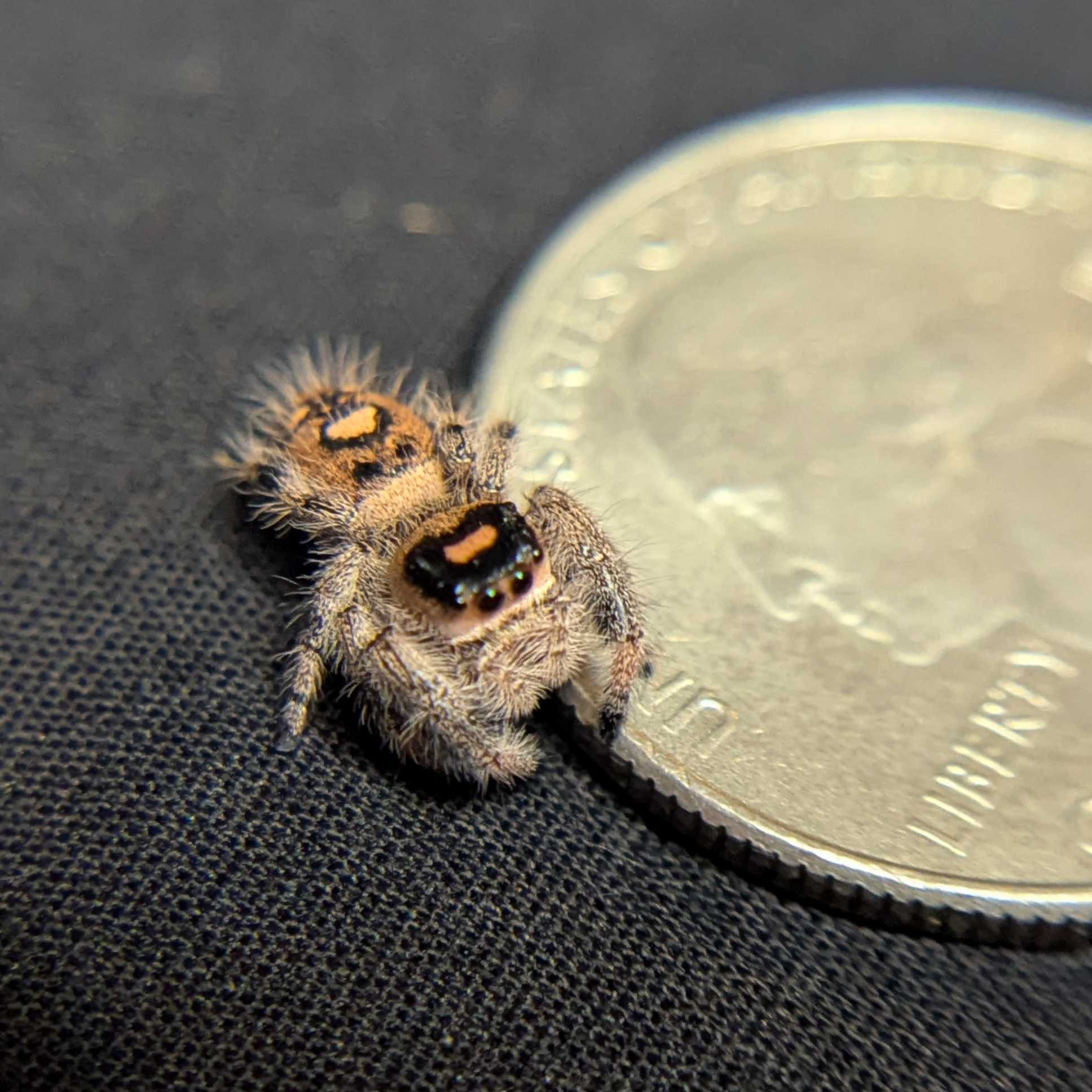 Regal Jumping Spider "Elizabeth"