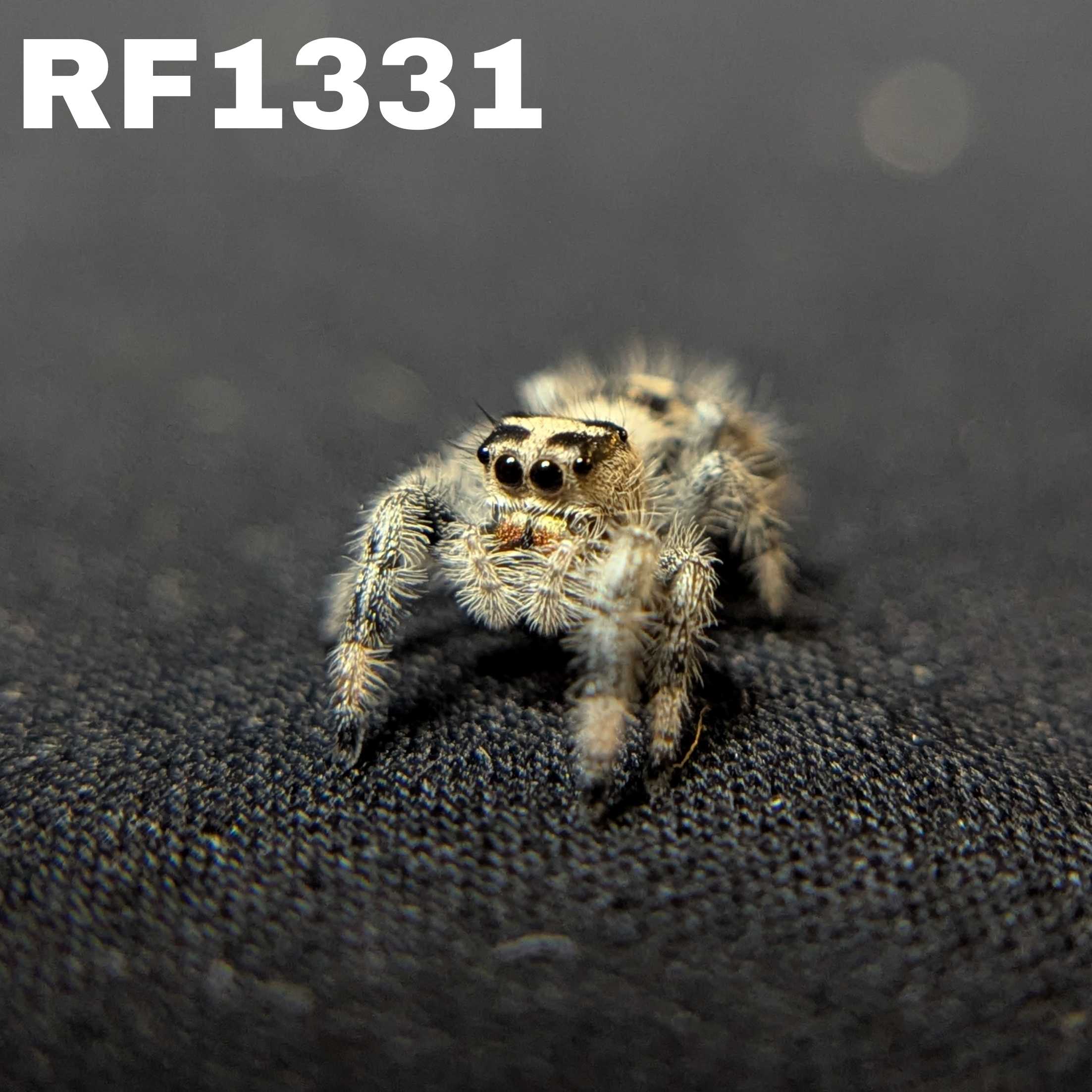 Regal Jumping Spider “Dijon”