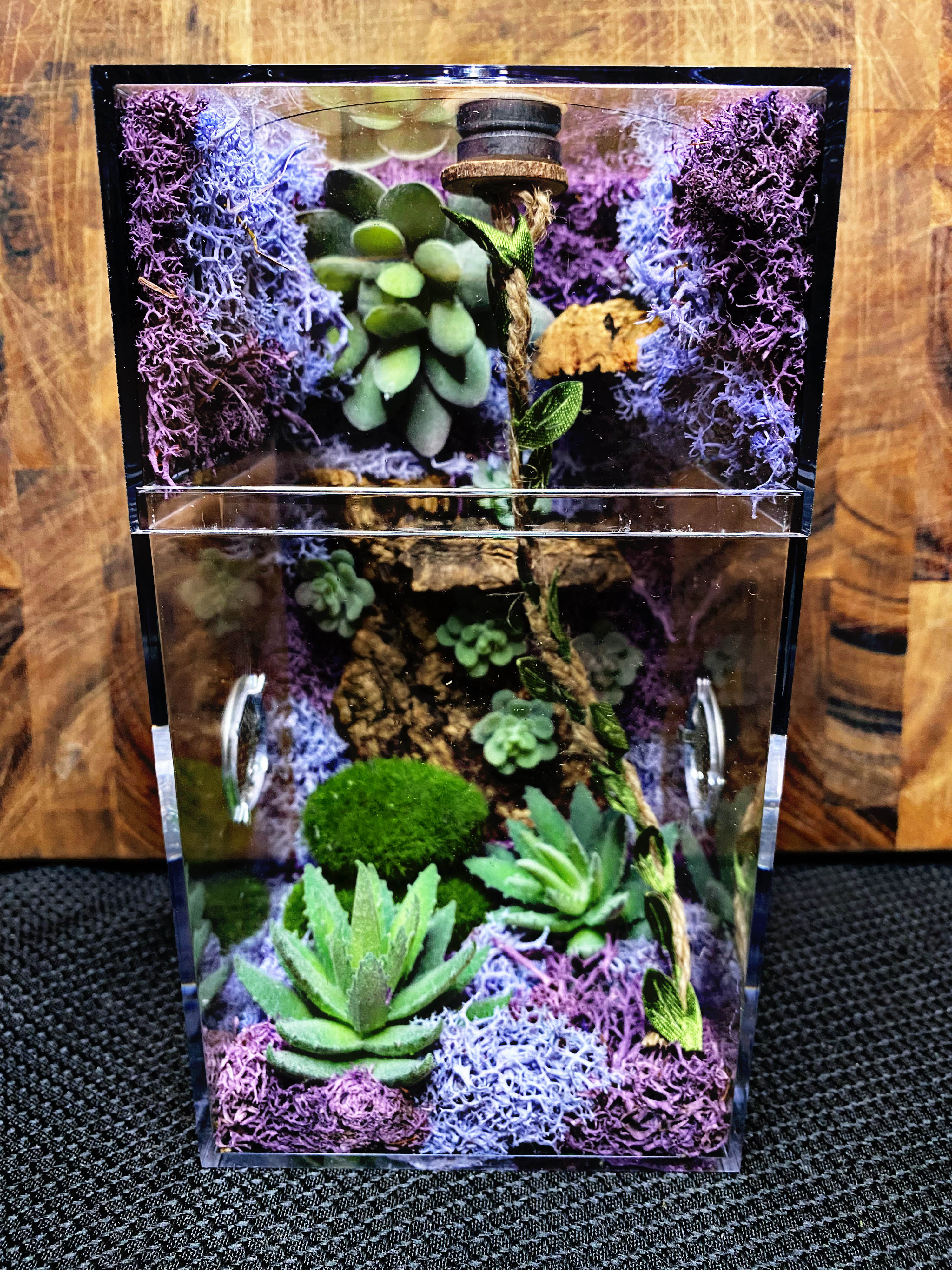 Custom Jumping Spider Enclosure For Sale