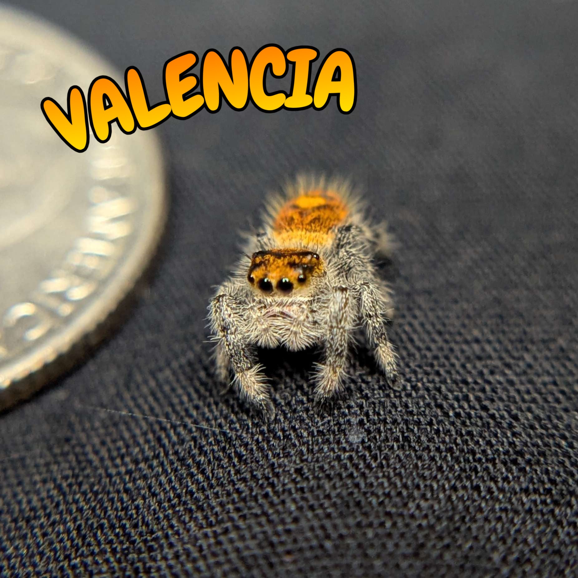 Regal Jumping Spider “Valencia”