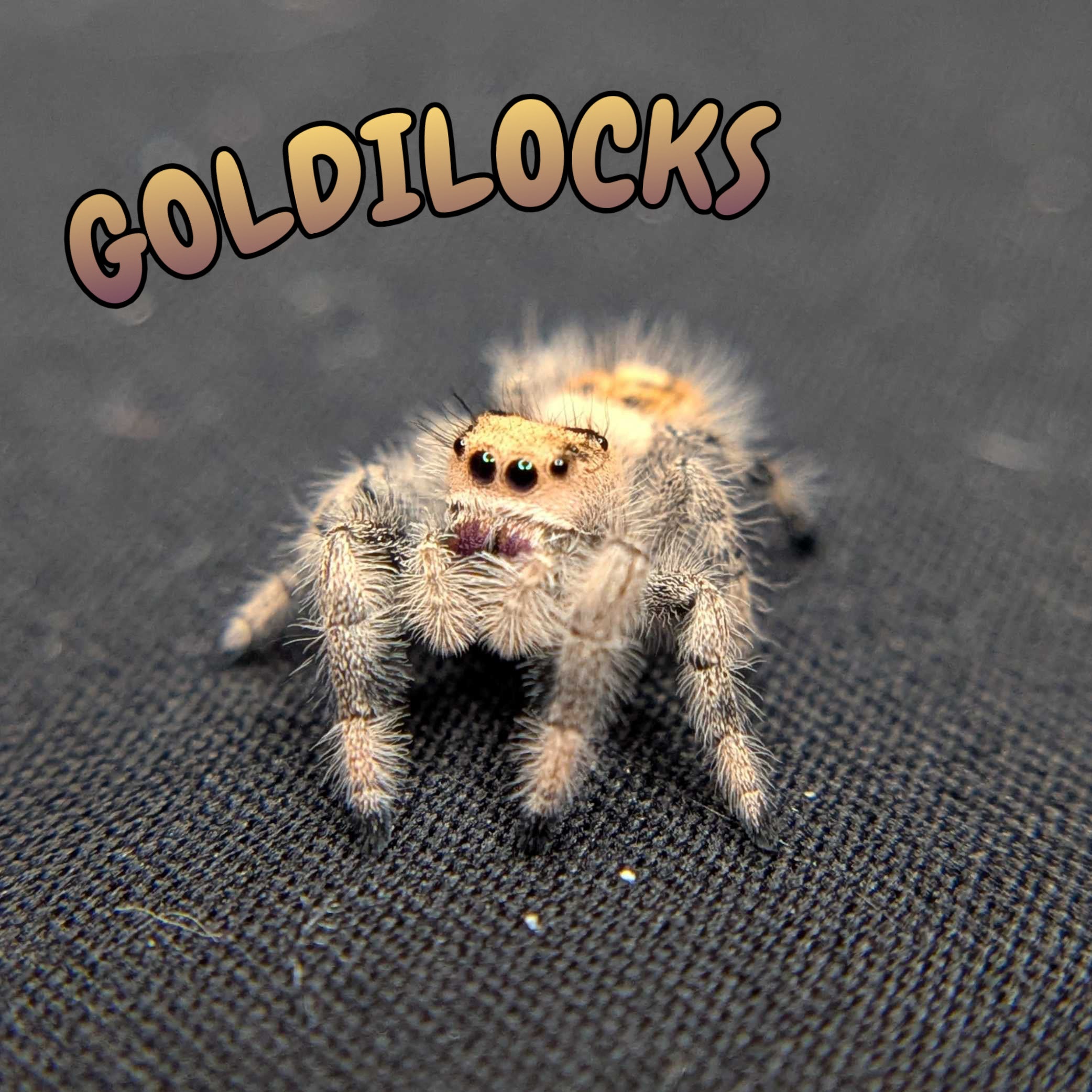 Regal Jumping Spider "Goldilocks"