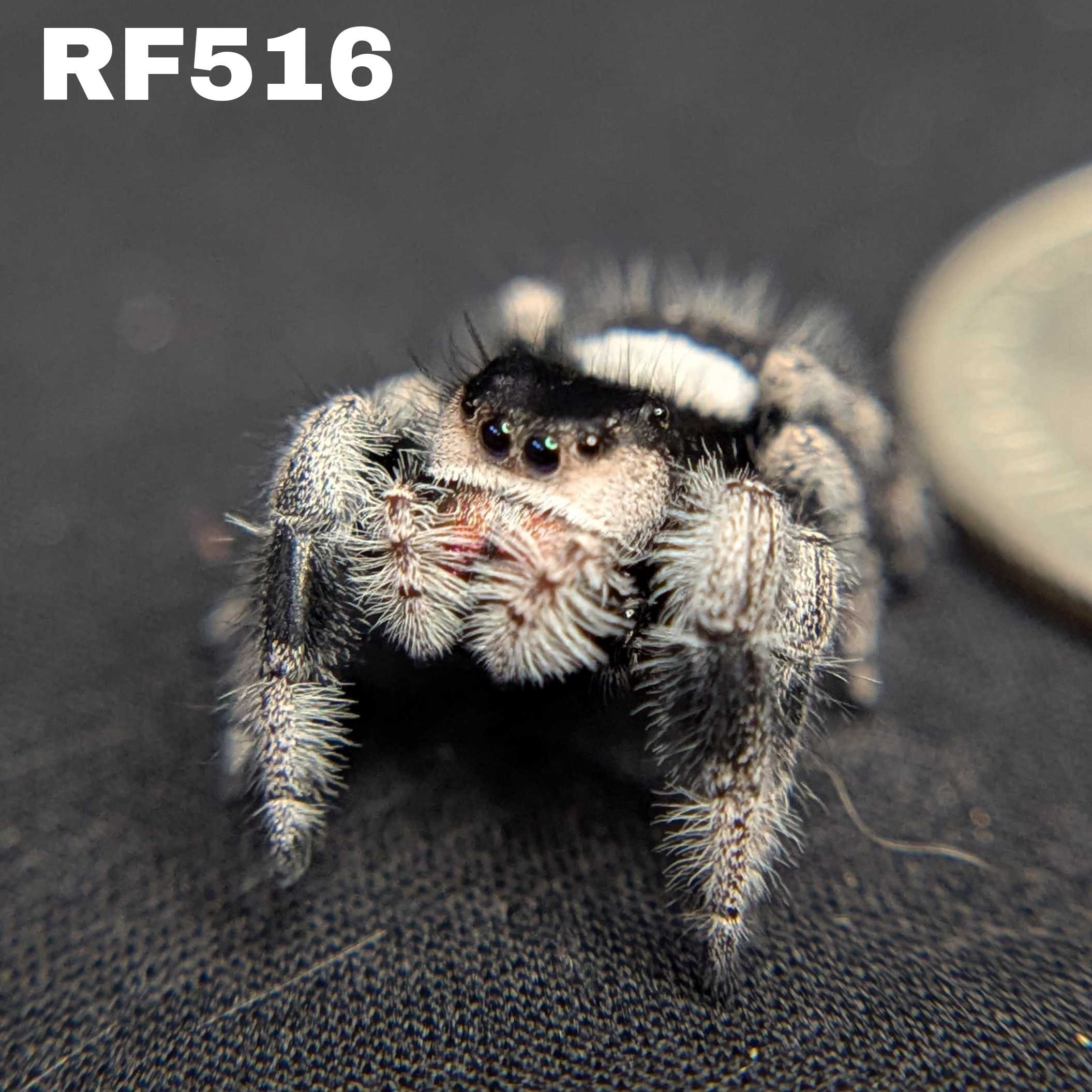 Regal Jumping Spider "Berry"