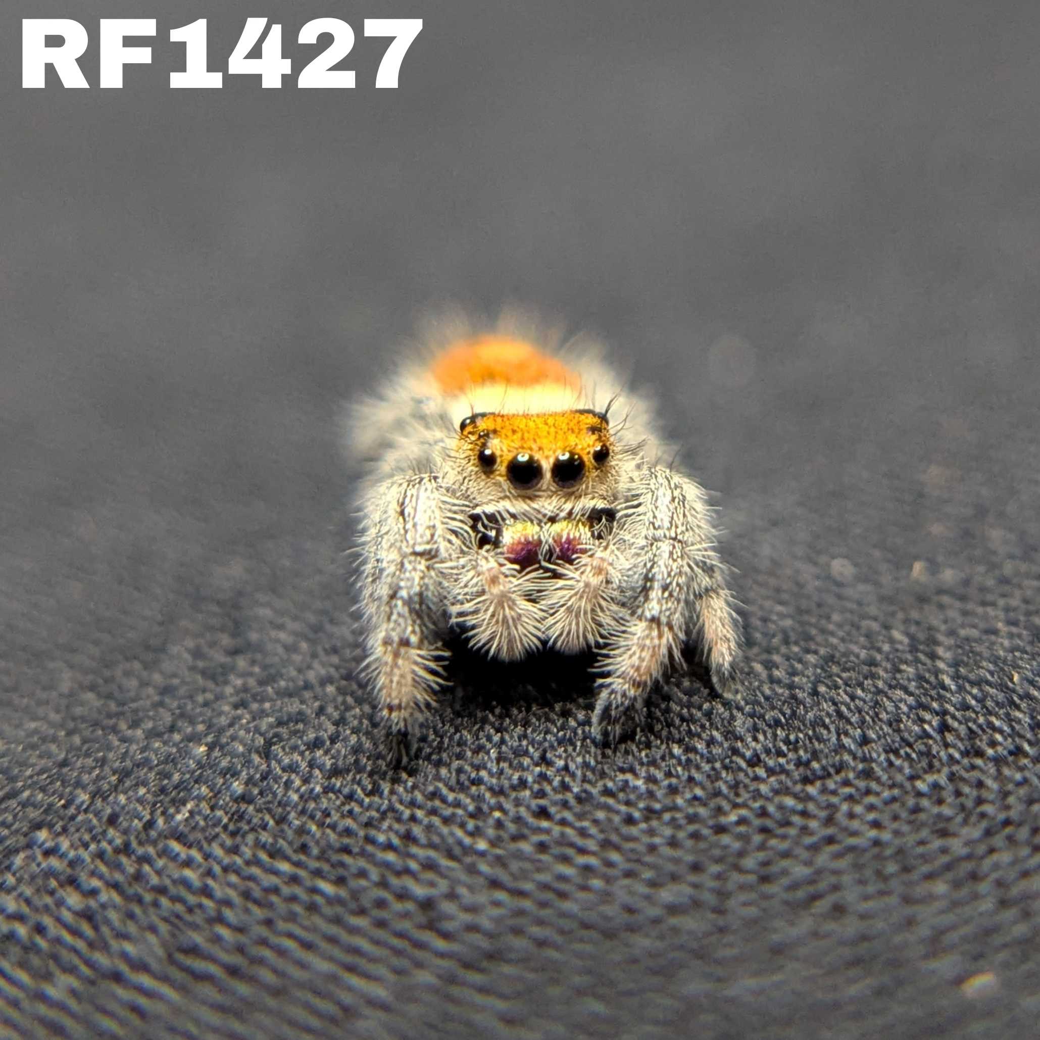 Regal Jumping Spider "Tropical"