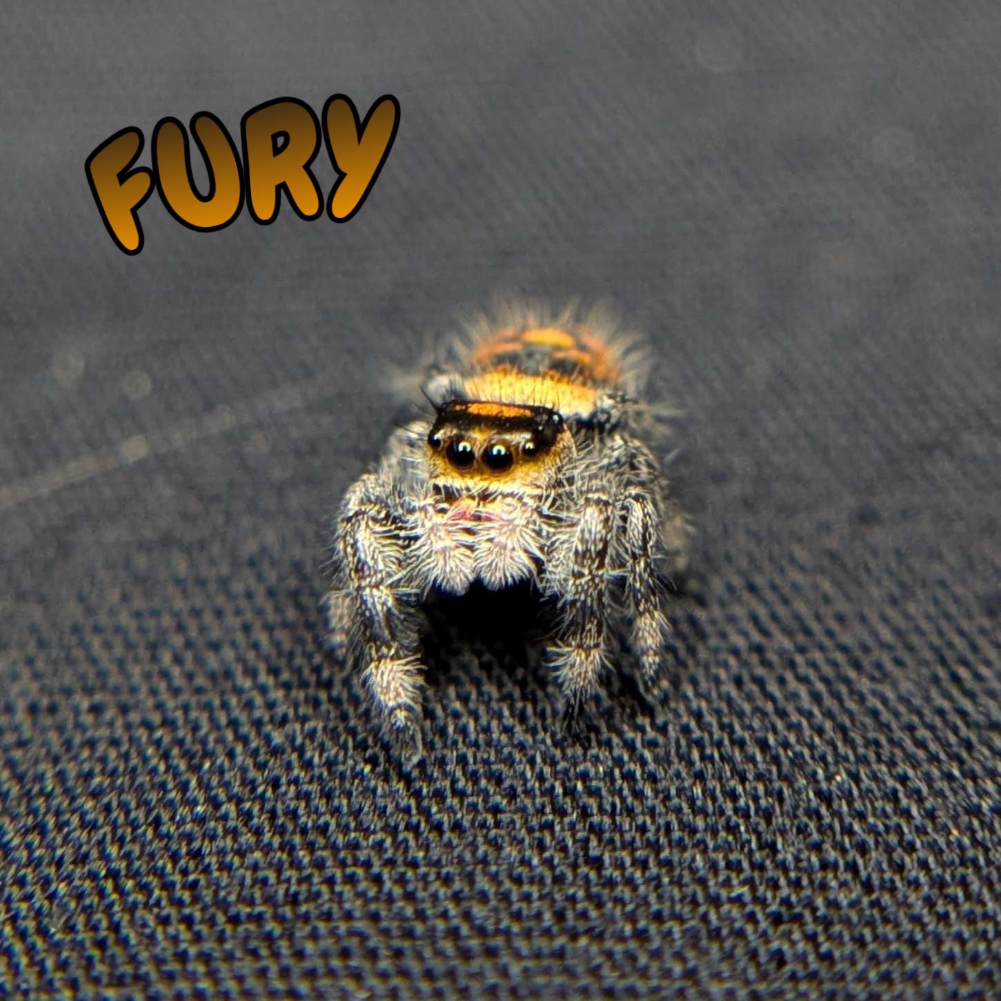 Regal Jumping Spider “Fury”
