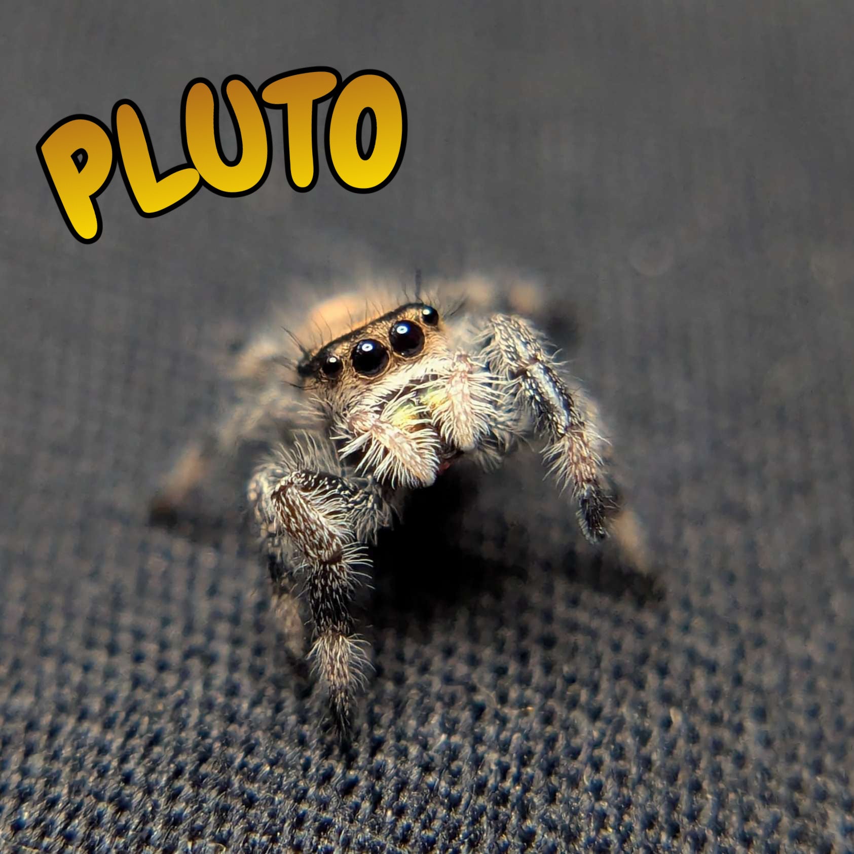 Regal Jumping Spider "Pluto"