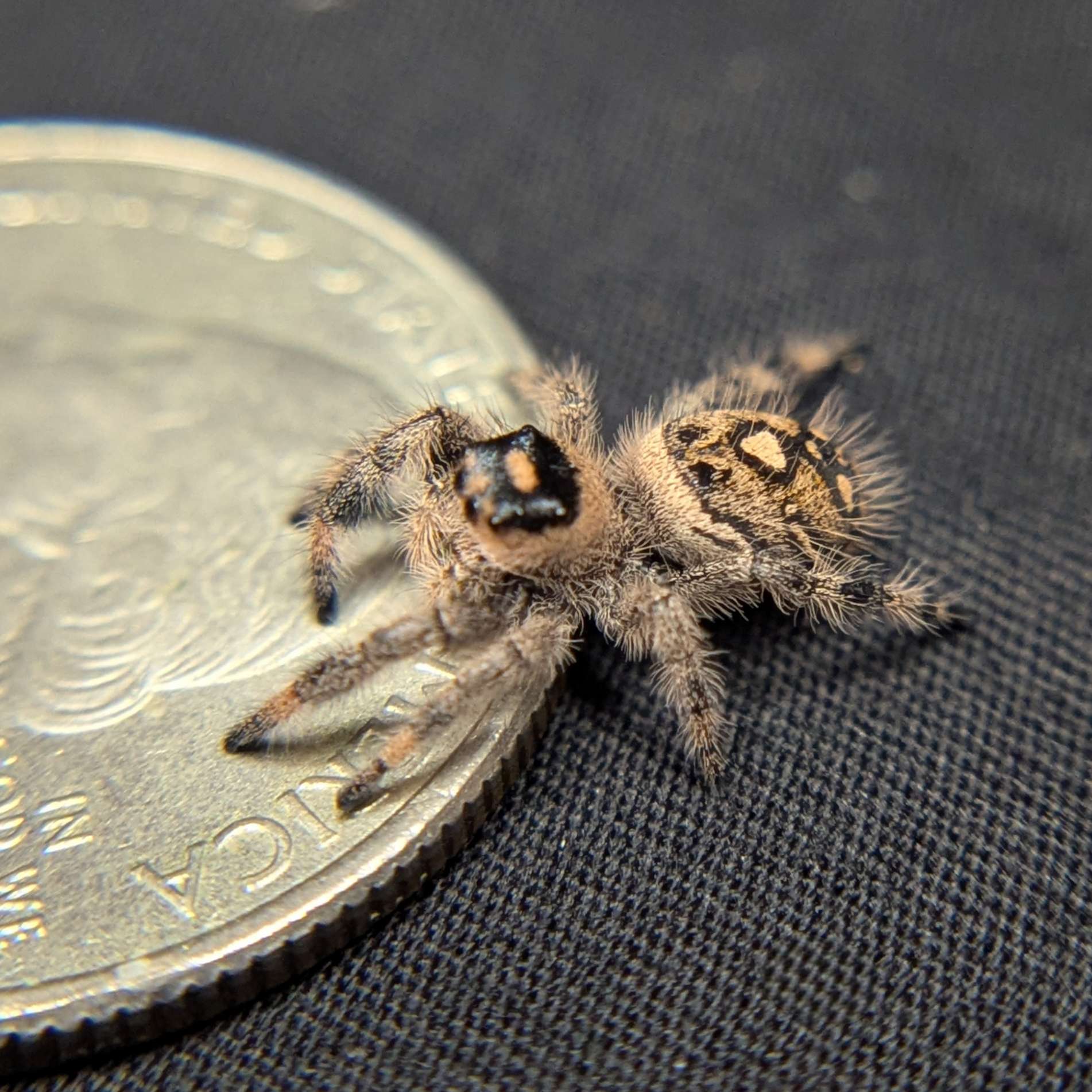 Regal Jumping Spider "Rachel"