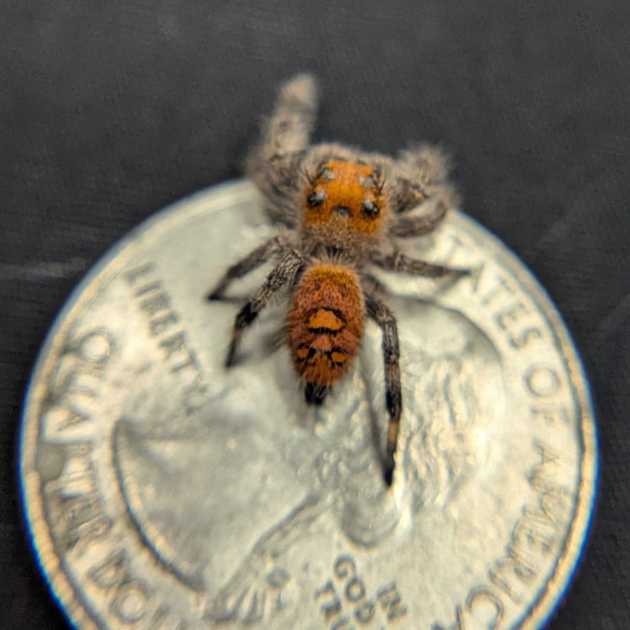 Regal Jumping Spider "Heat"