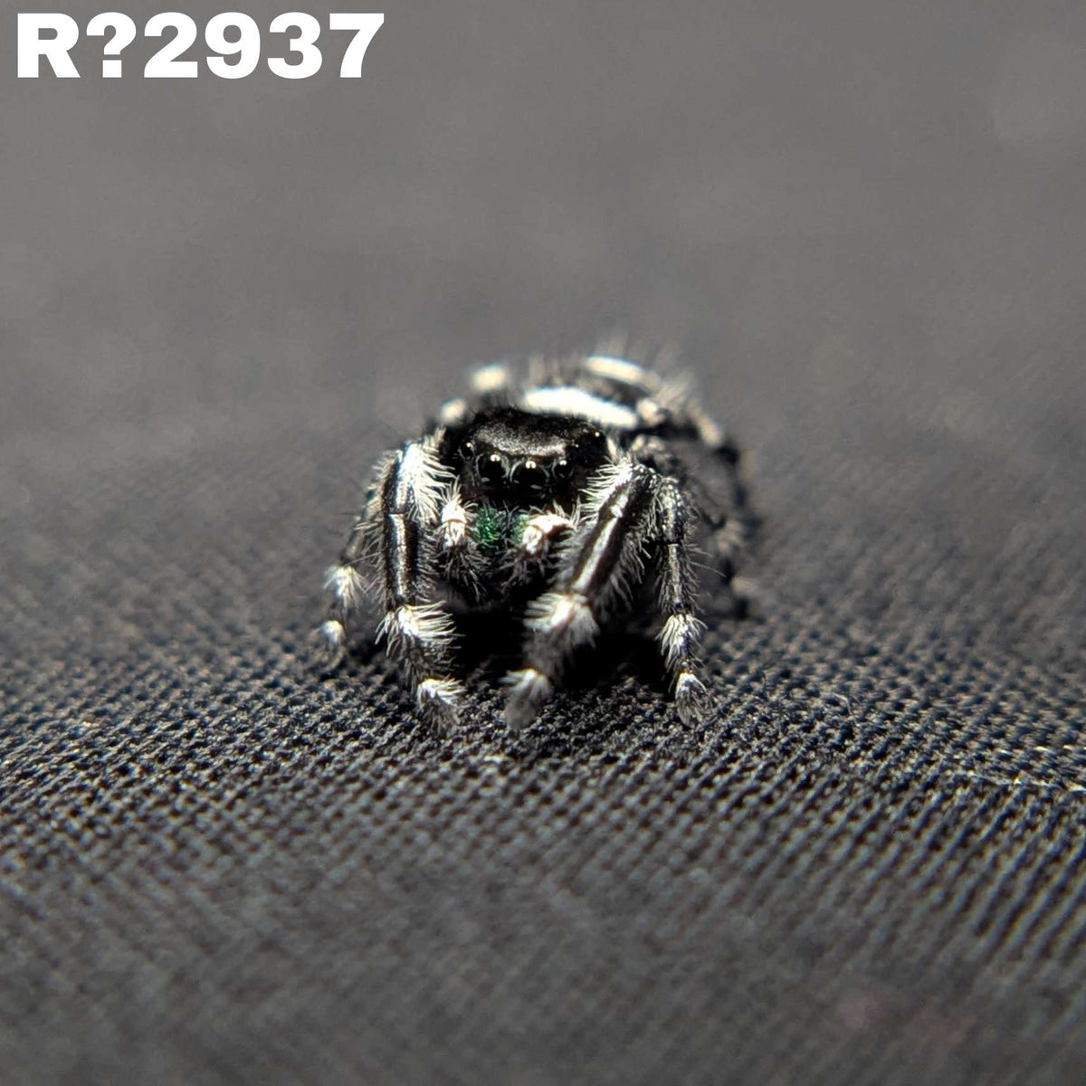 (Apalachicola Locale) Regal Jumping Spider "Gemstone"