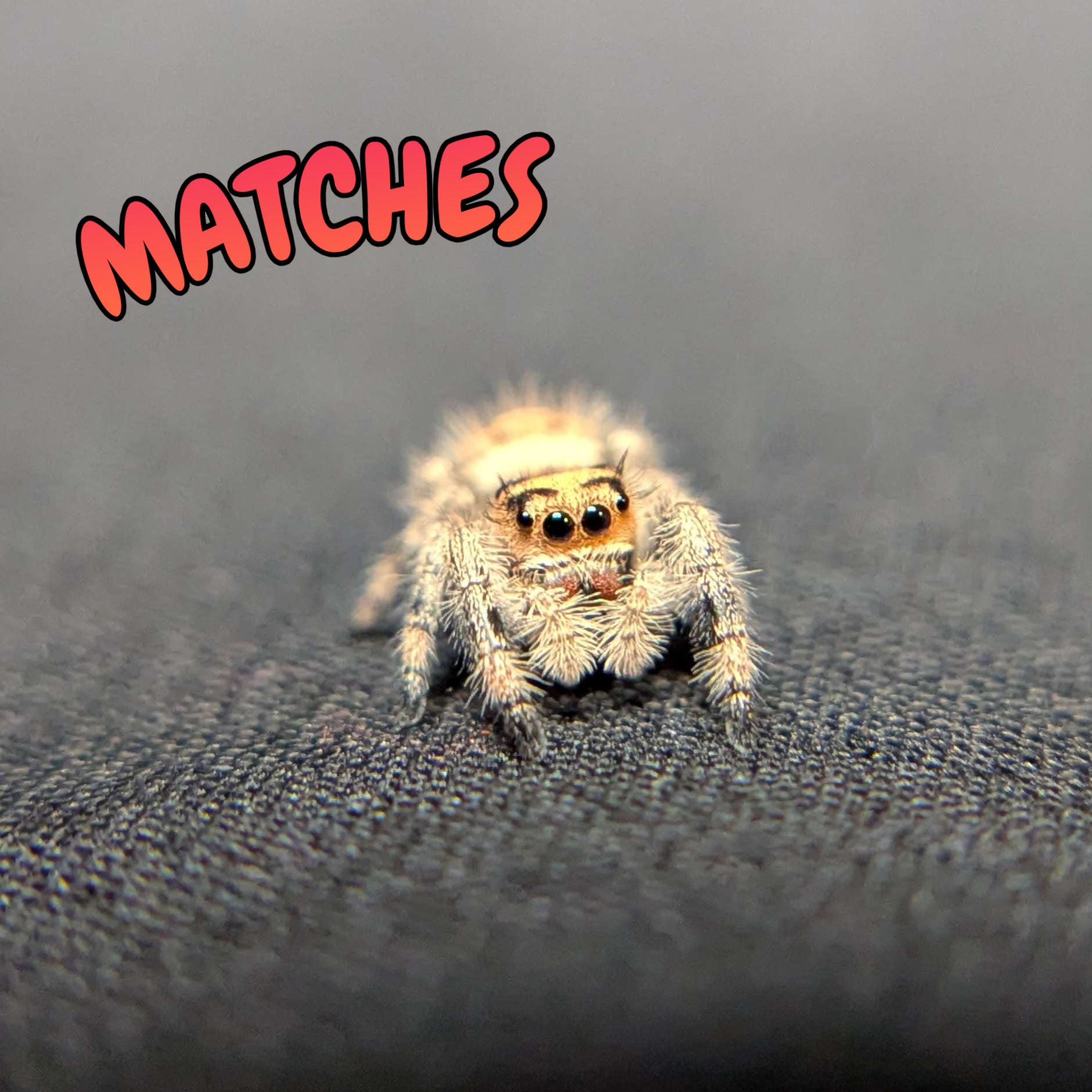 Regal Jumping Spider "Matches"