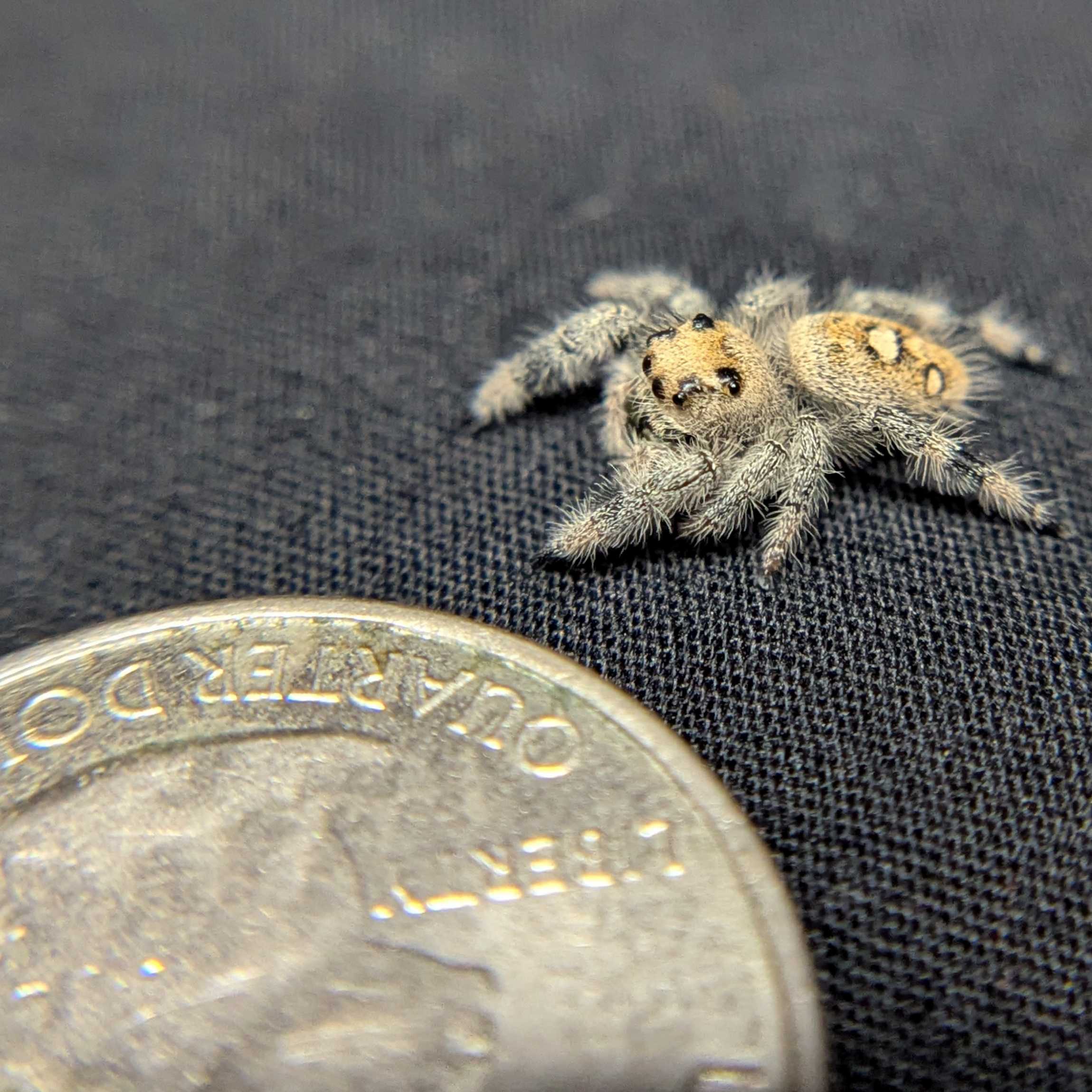Regal Jumping Spider "Wonder"
