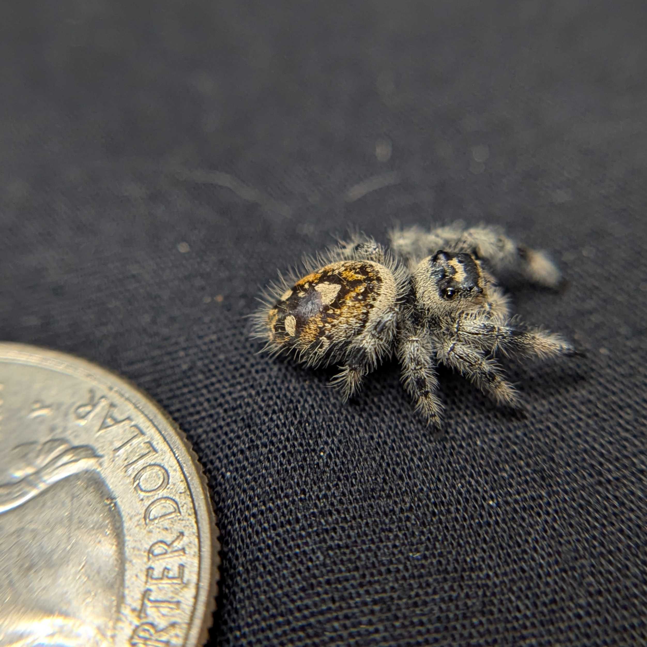 Regal Jumping Spider "Lucy”