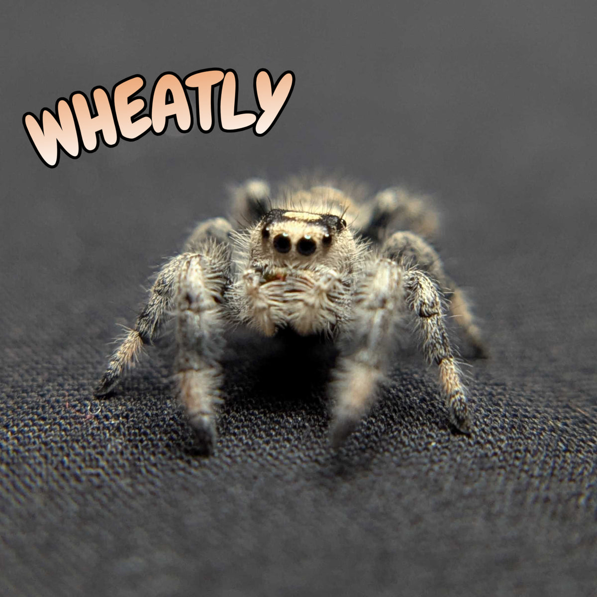 Regal Jumping Spider “Wheatly”