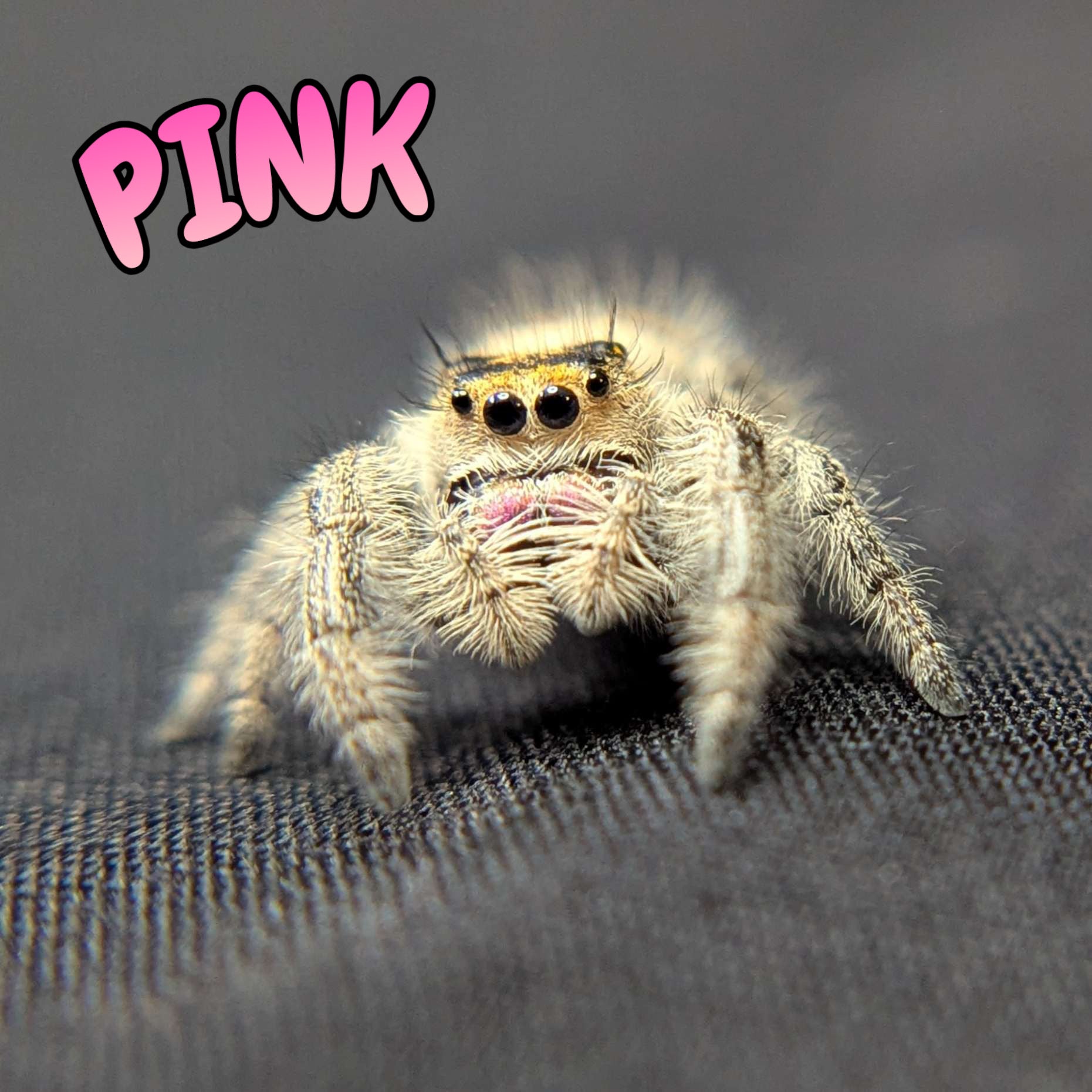 Regal Jumping Spider "Pink"