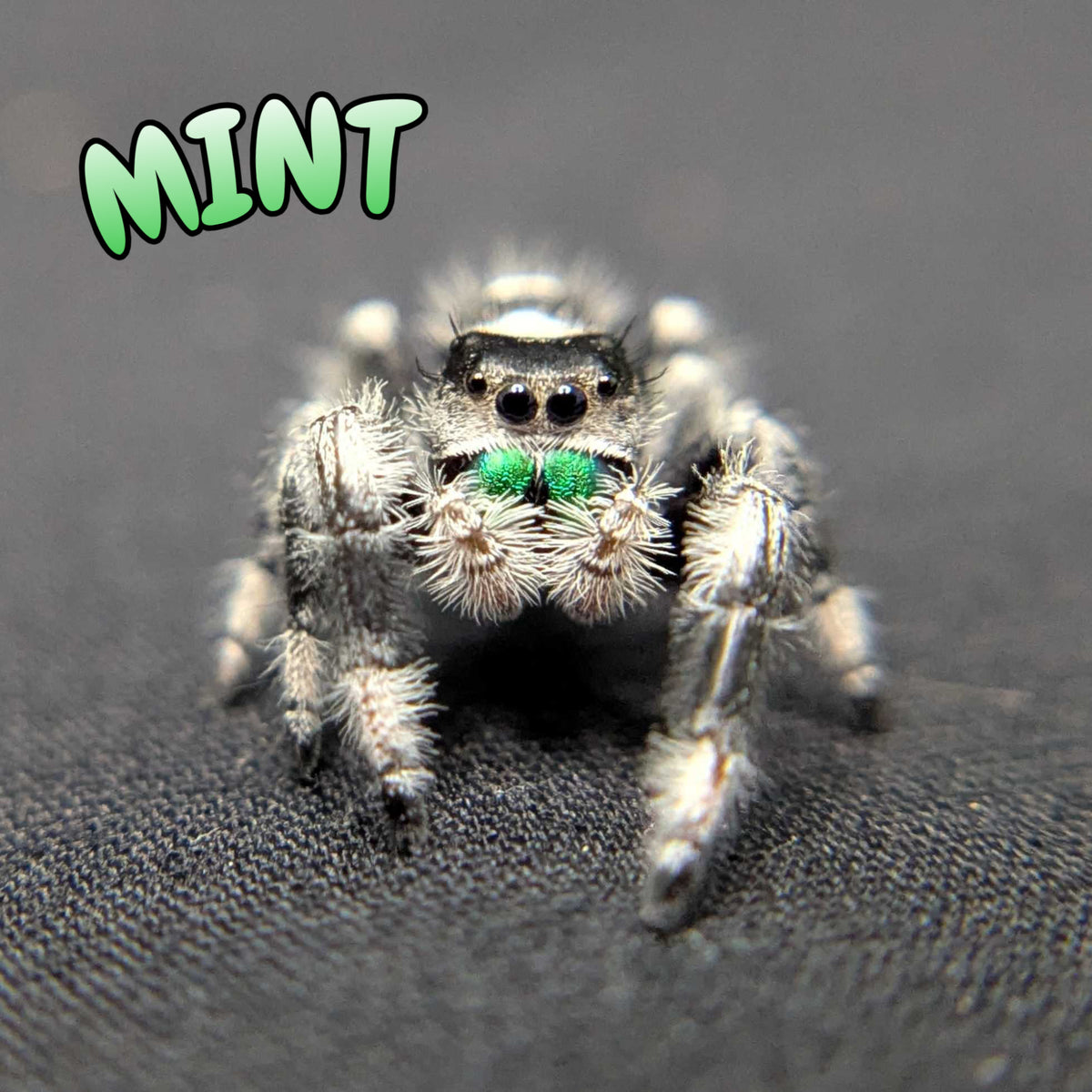 (Apalachicola Locale) Regal Jumping Spider "Mint"