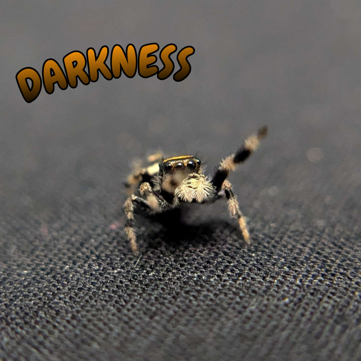 Regal Jumping Spider "Darkness"