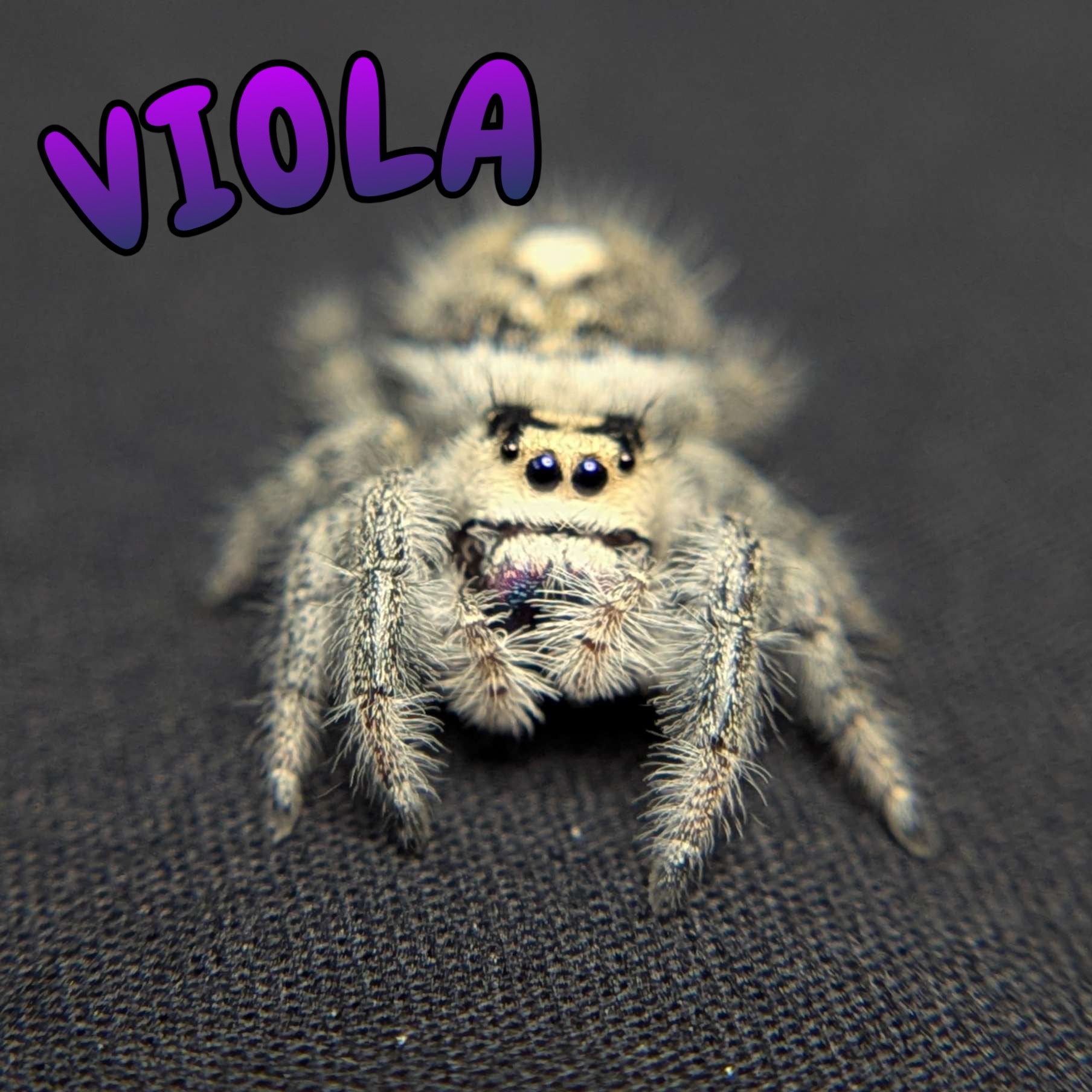 Regal Jumping Spider "Viola"
