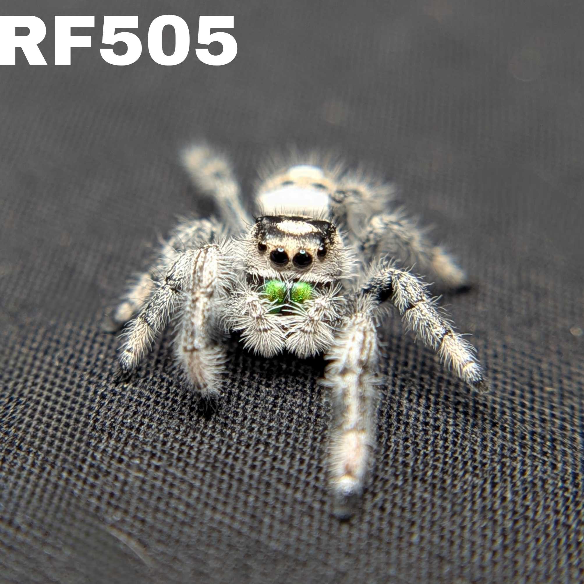 Regal Jumping Spider “Mint”