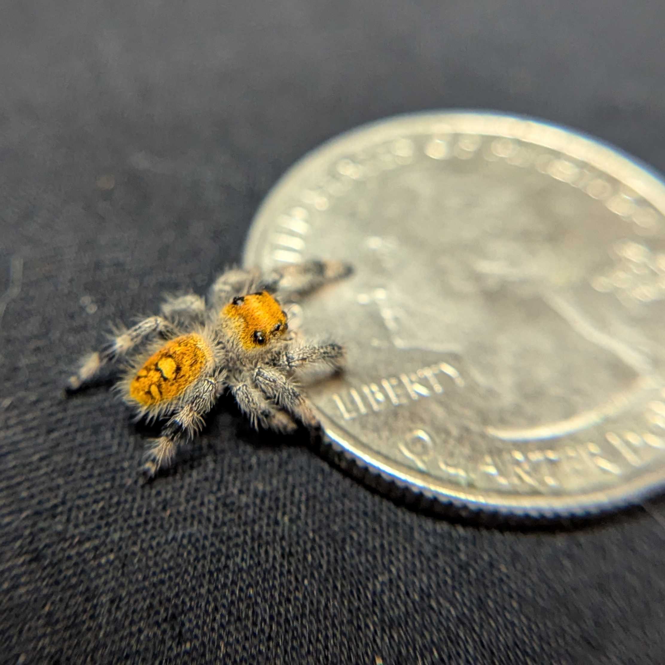Regal Jumping Spider "Maroon"