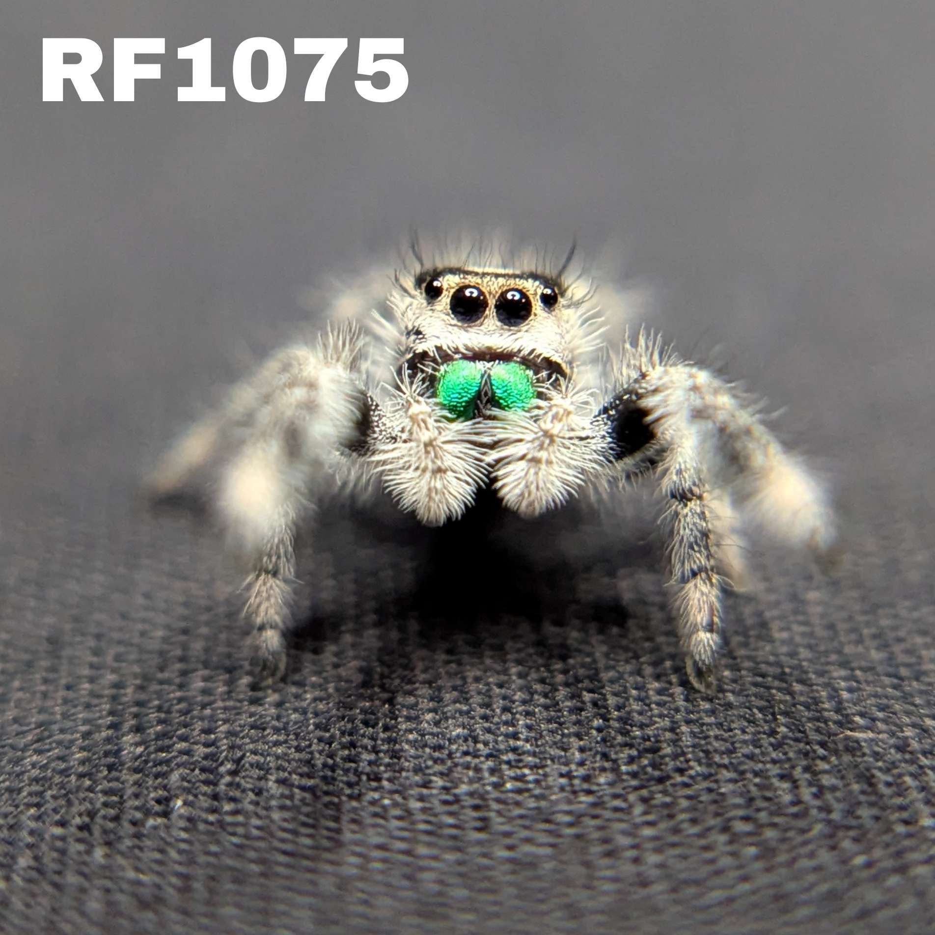 Regal Jumping Spider "Ghost"