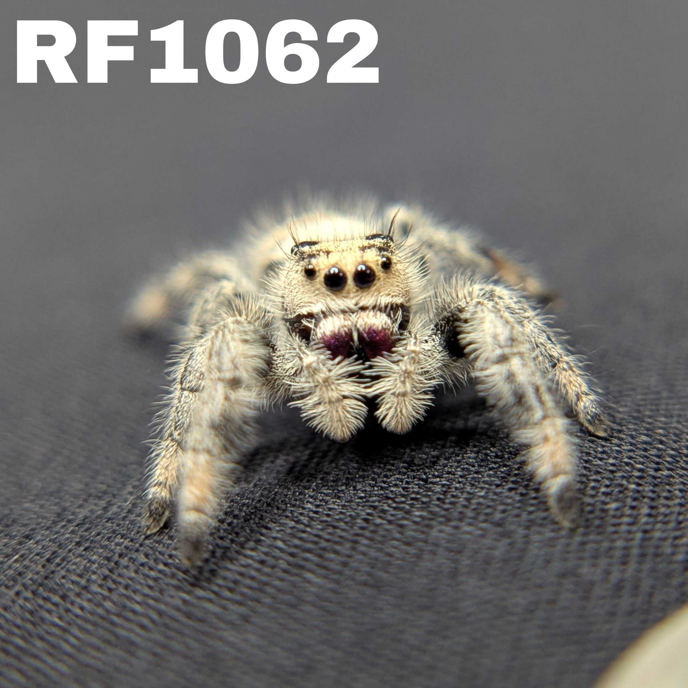 Regal Jumping Spider “Azalea”