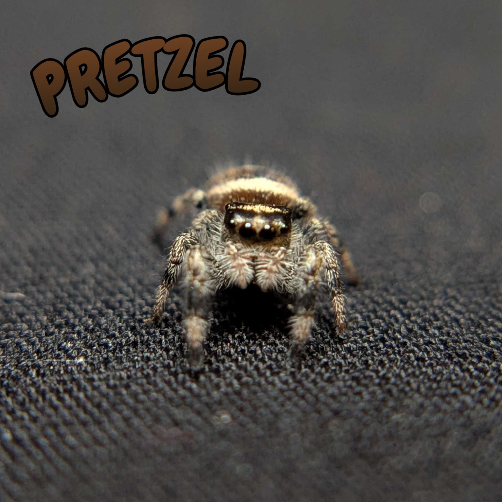 Regal Jumping Spider "Pretzel"