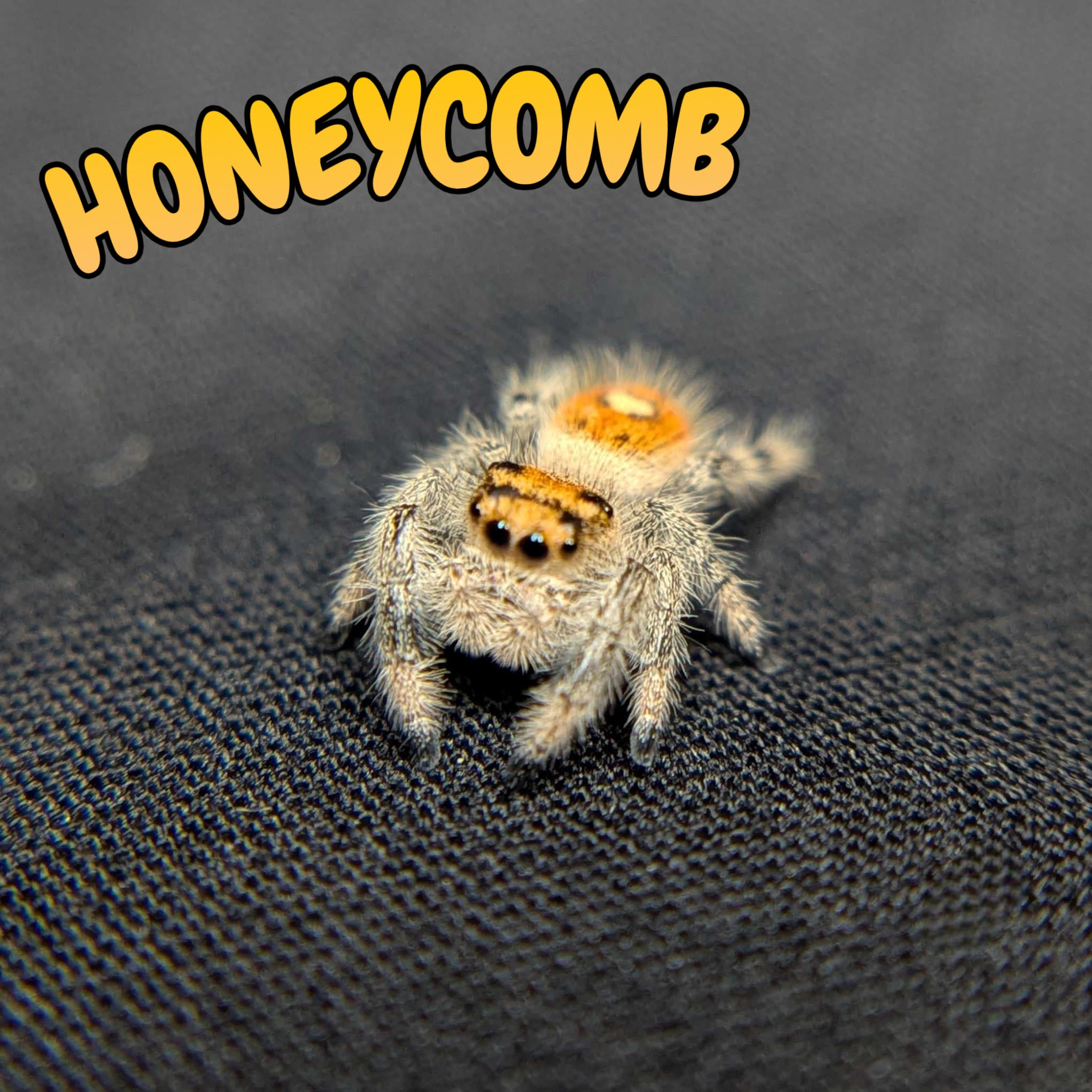 Regal Jumping Spider “Honeycomb”