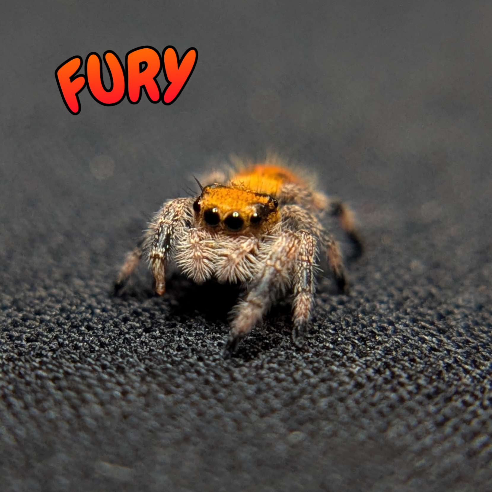 Regal Jumping Spider “Fury”