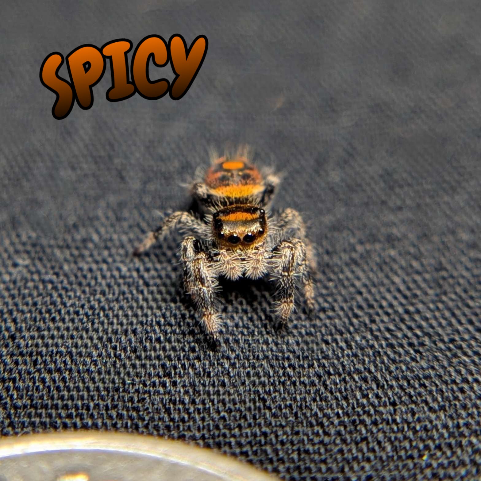 Regal Jumping Spider "Spicy"