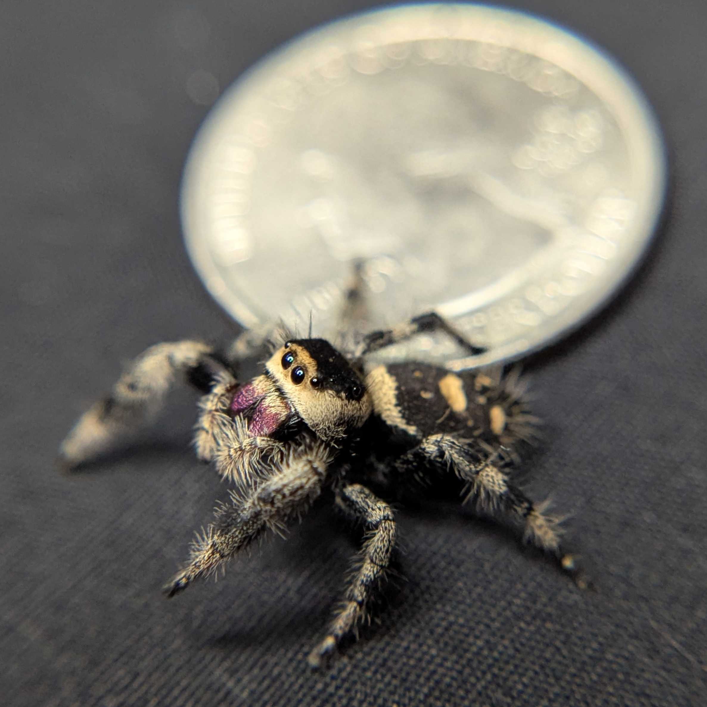 Regal Jumping Spider "Phantom"