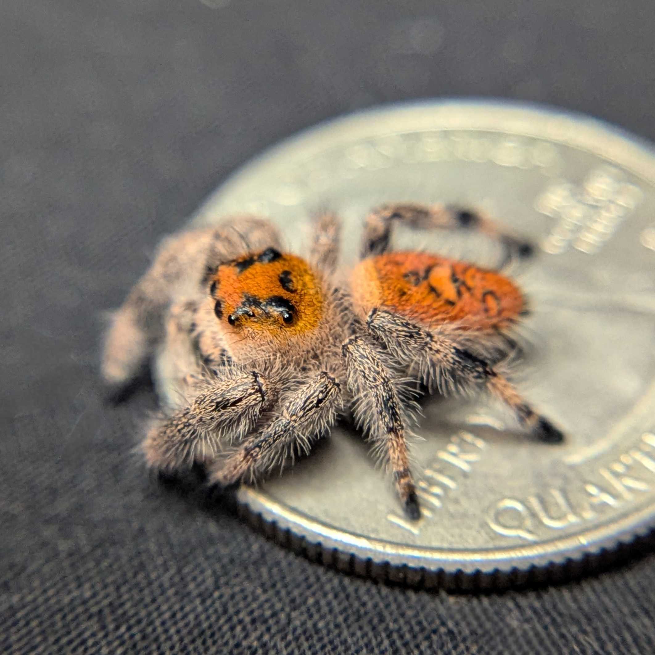 Regal Jumping Spider “Amberlyn”