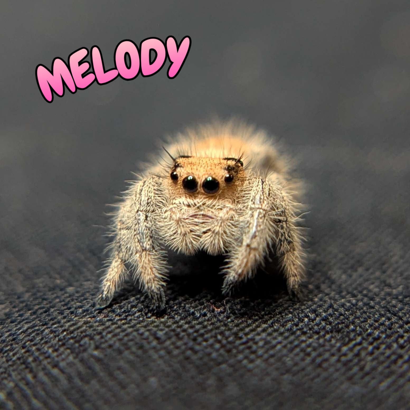 Regal Jumping Spider "Melody"