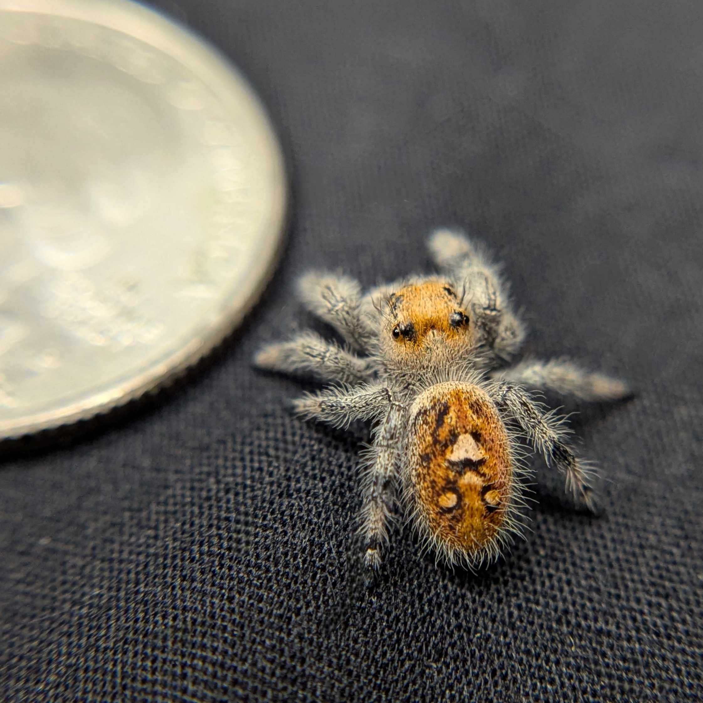 Regal Jumping Spider "Pineapple"