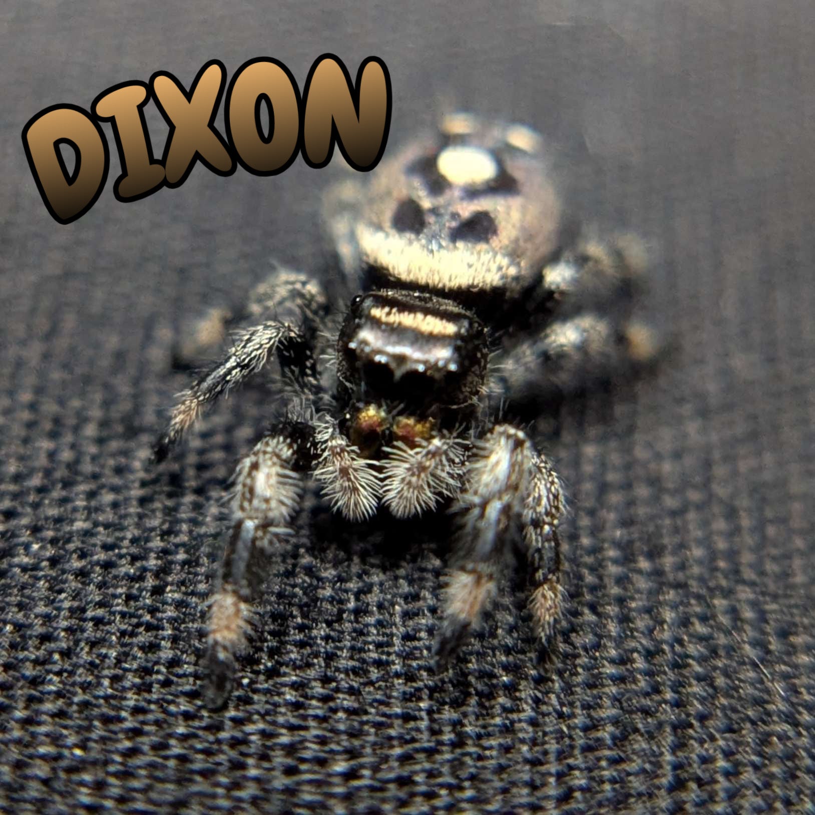 Regal Jumping Spider "Dixon"