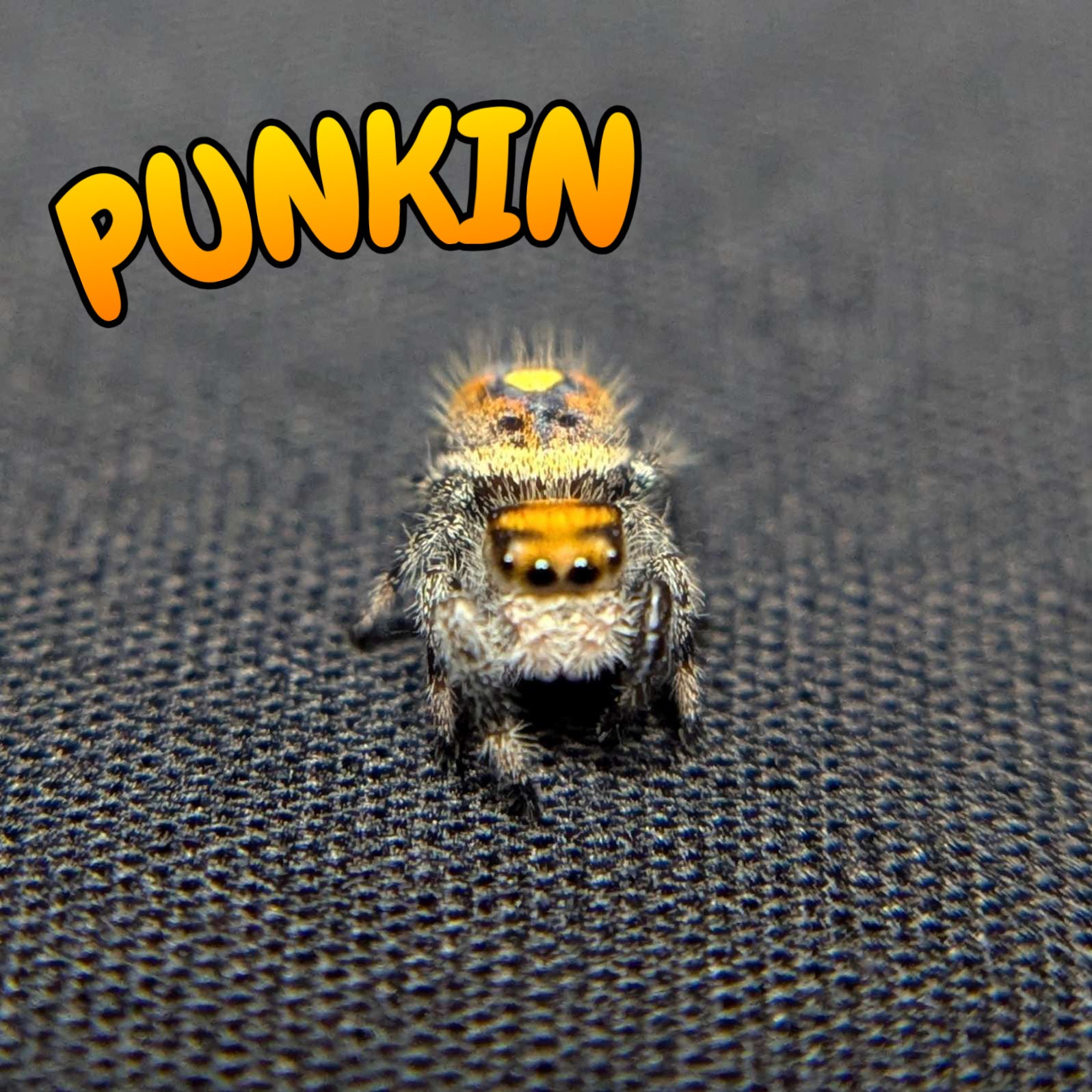 Regal Jumping Spider "Punkin"
