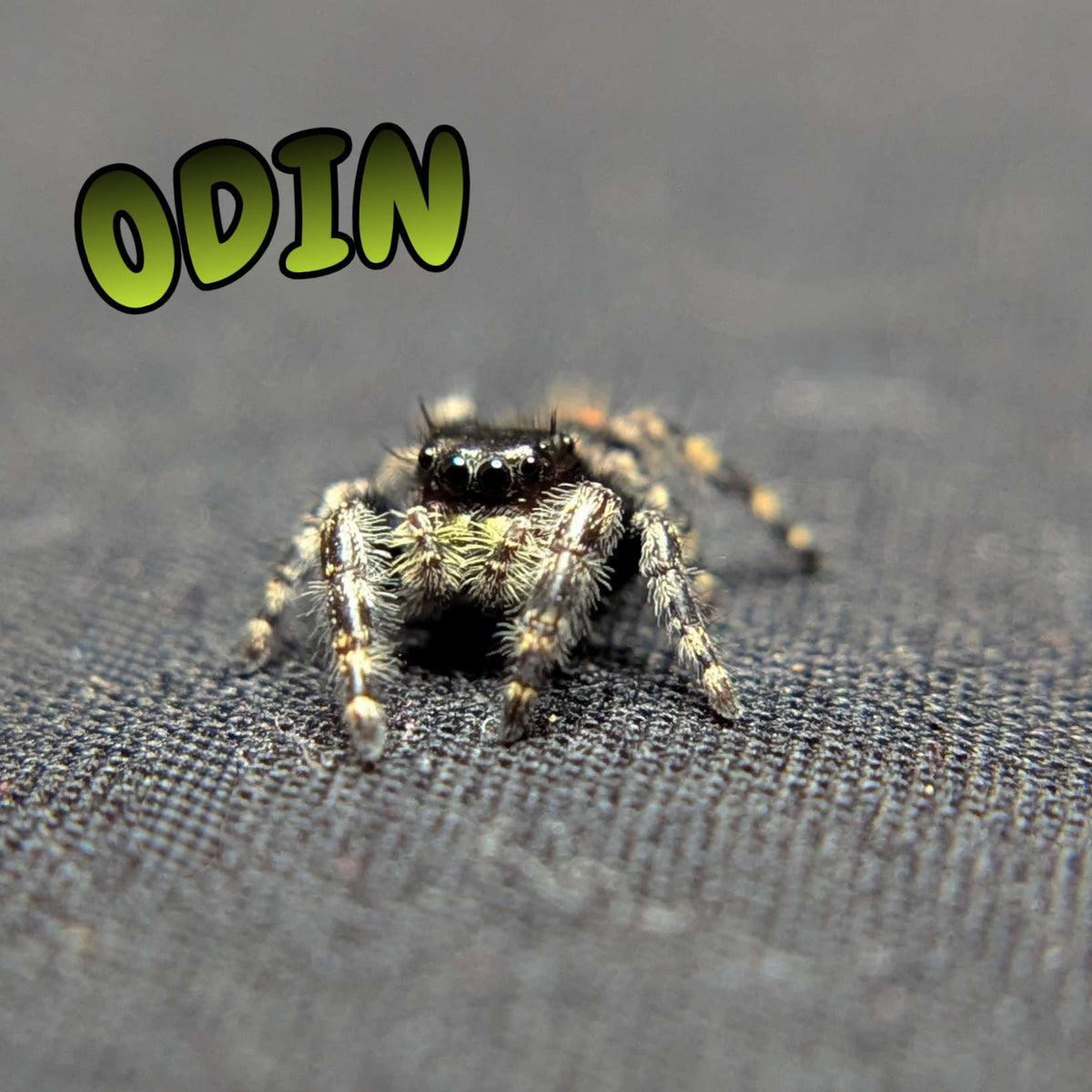 Audax Jumping Spider "Odin"