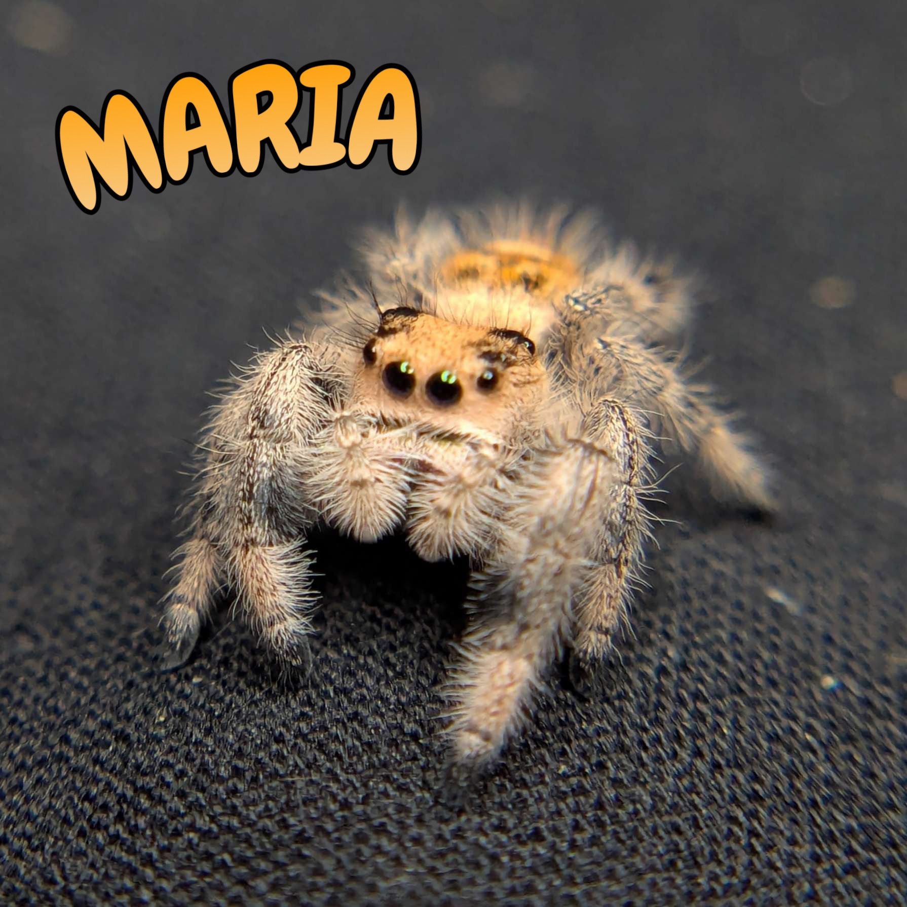 Regal Jumping Spider "Maria"