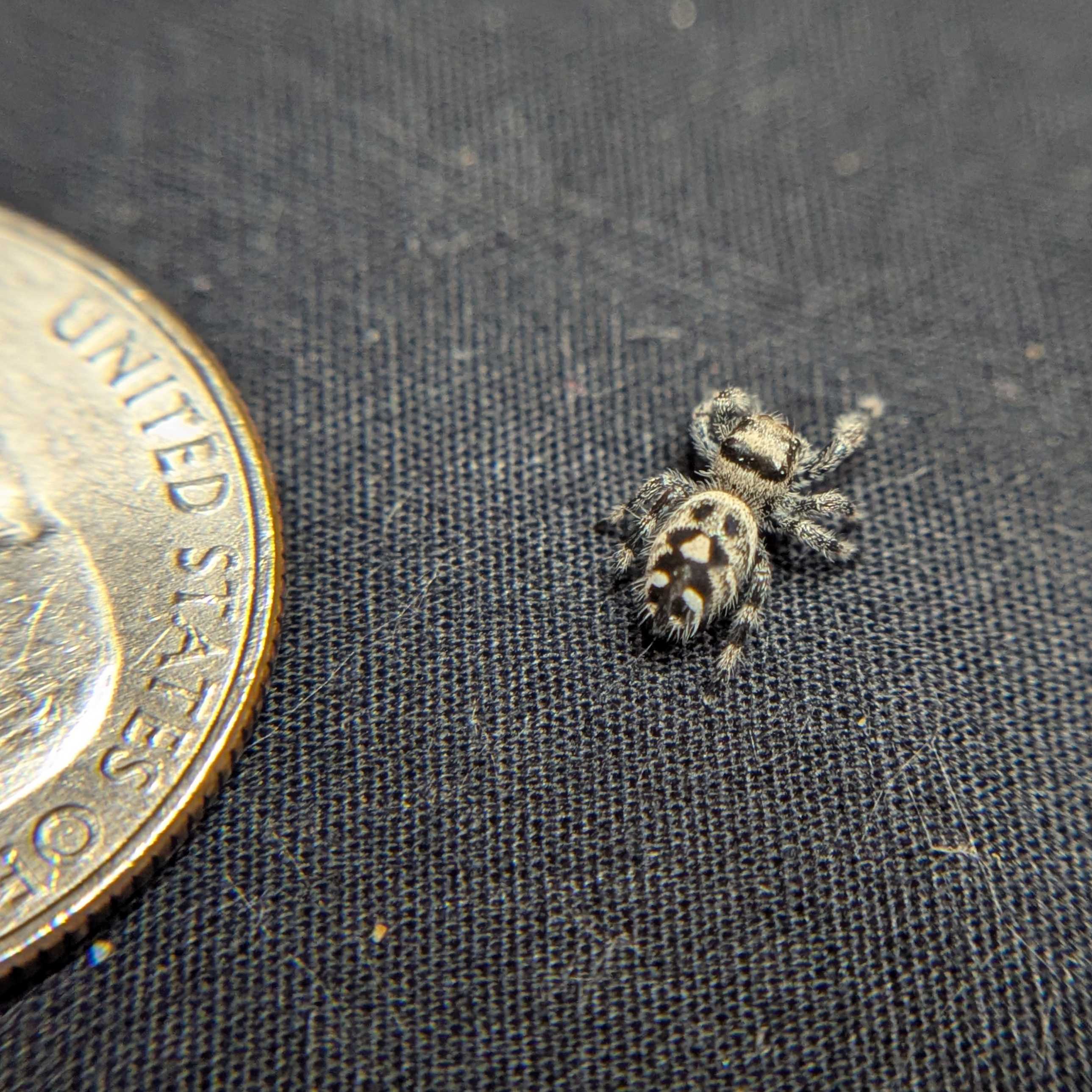 Regal Jumping Spider "Sweet"