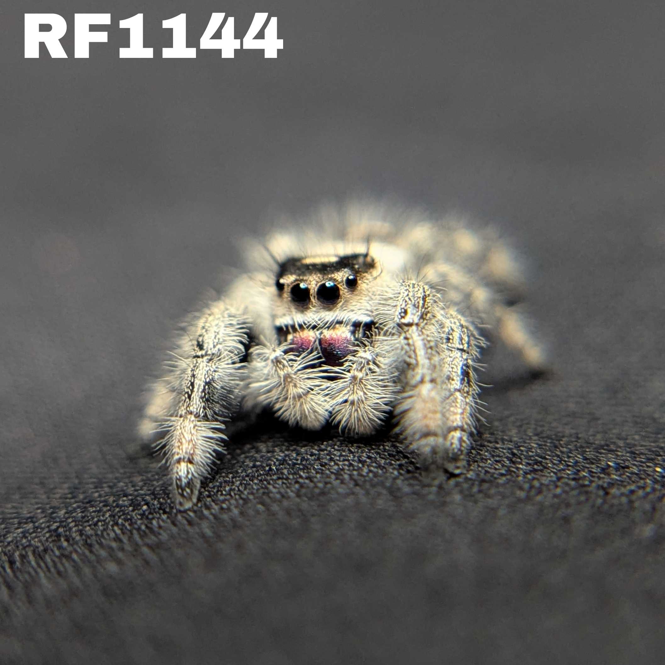 Regal Jumping Spider "Sprinkle"